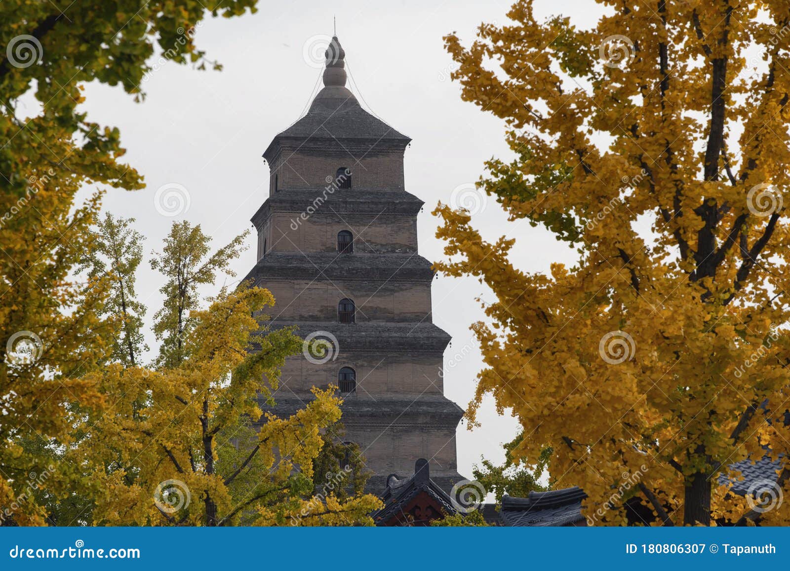 giant wild goose pagoda with foreground of autumn gingo trees, xi`an, shaanxi, china