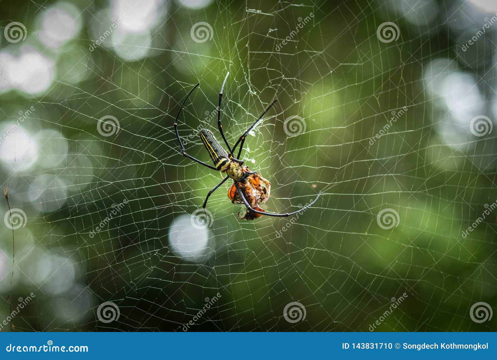 Nephila Giant Wood Spider Stock Photo - Image of beautiful: 143831710