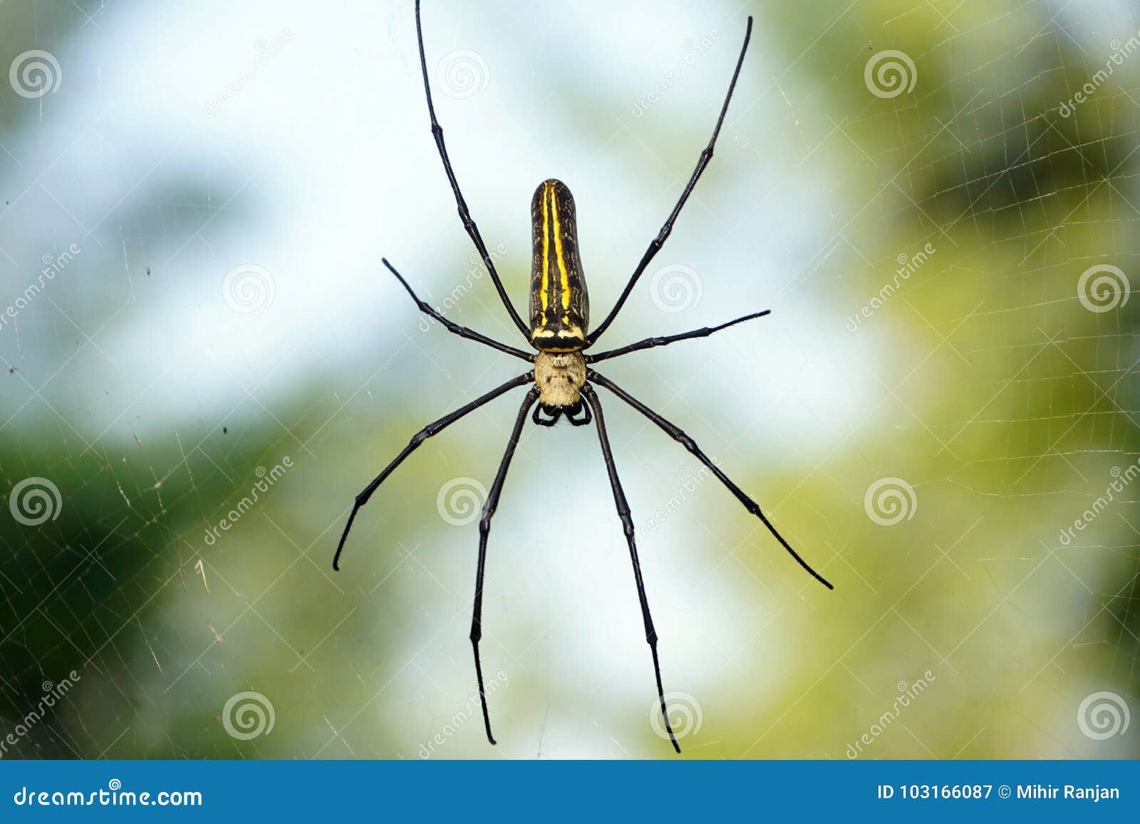 A Giant Wood Spider in His Stock Image - Image of ehight, longjawed: 103166087