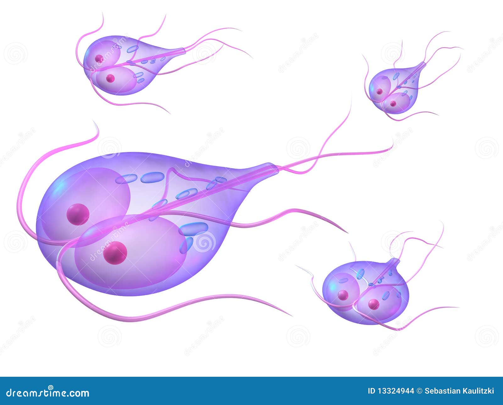 giardia free vector)