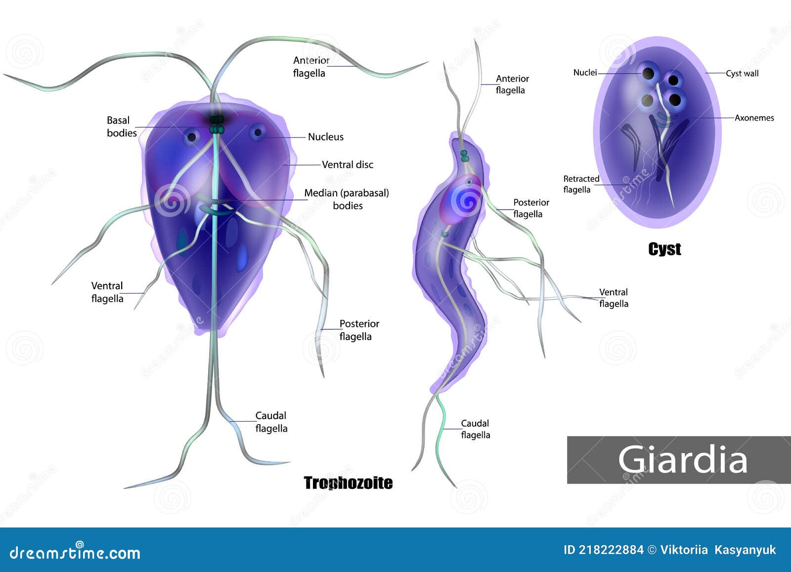 protozoa giardia model