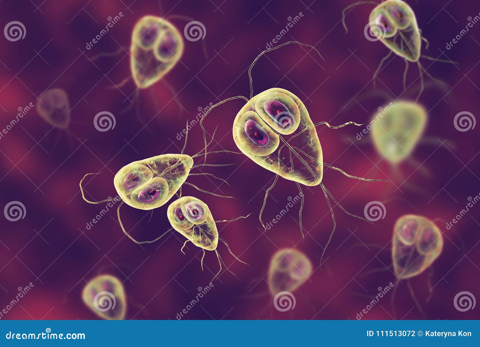 Giardia Lamblia Protozoan That Causes Giardiasis Disease 3D Rendering