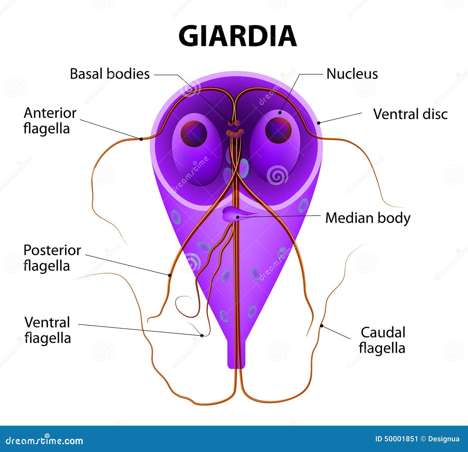 giardia duodenalis prévention