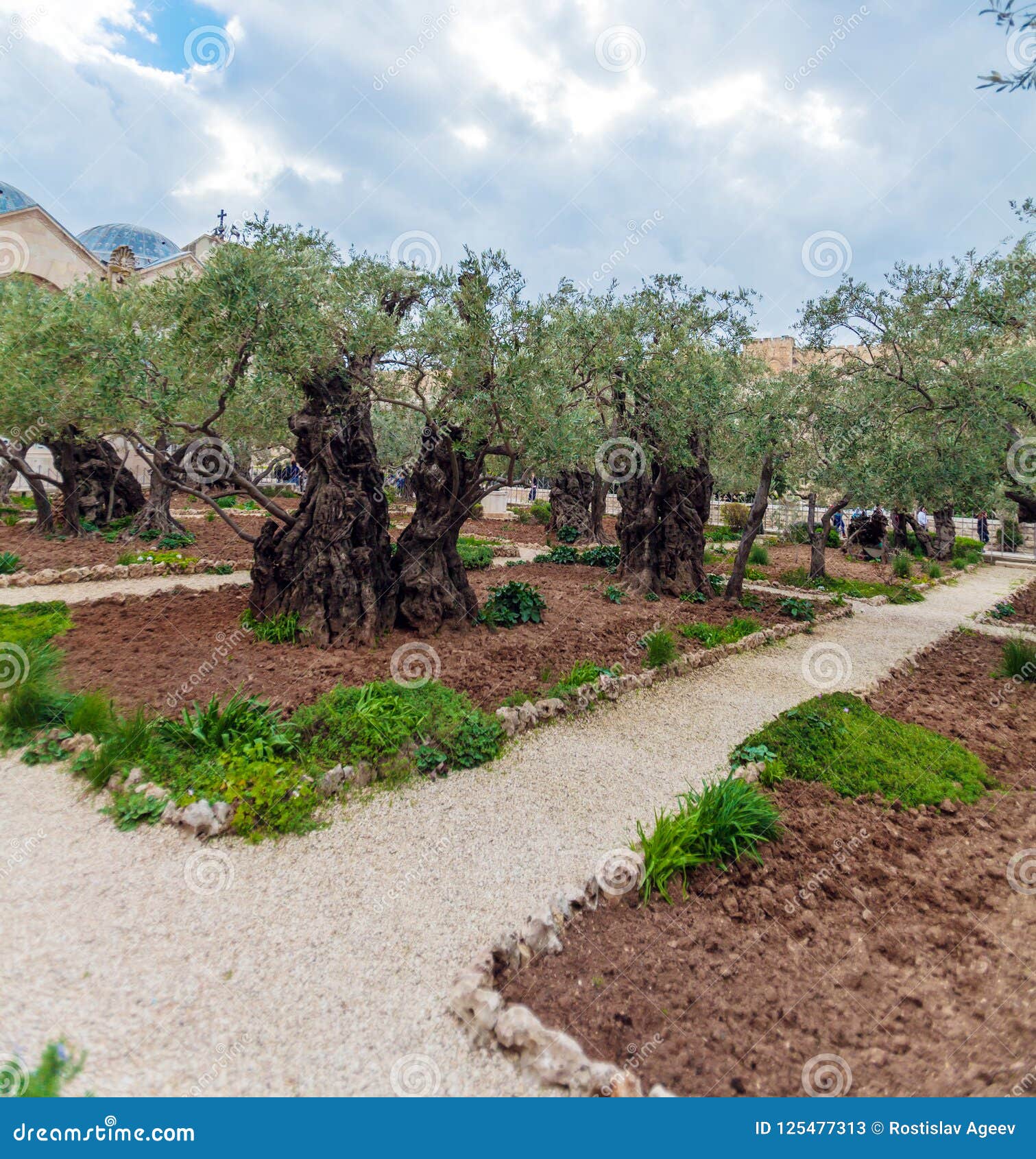 Giardino Degli Ulivi Di Gerusalemme
