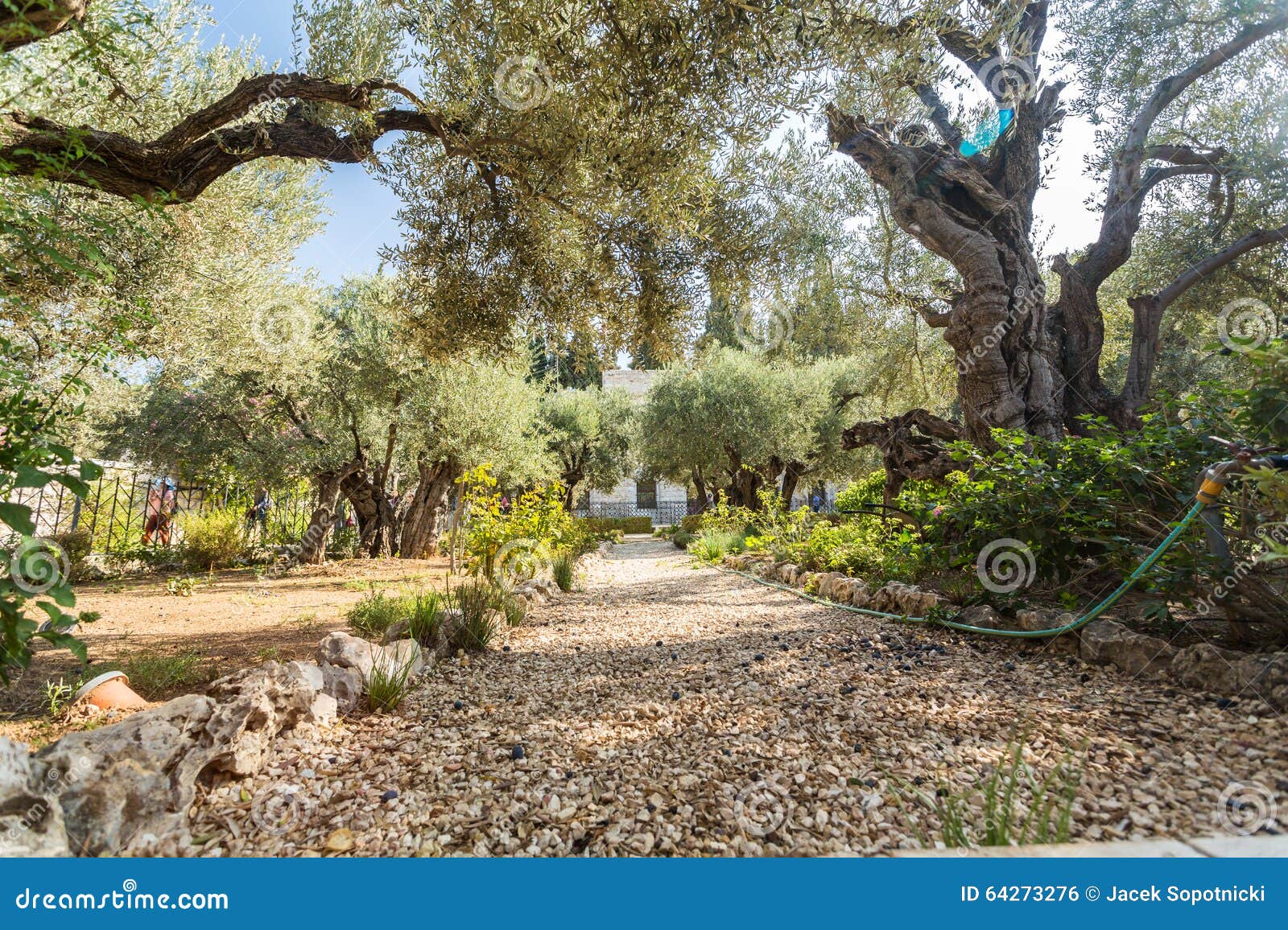 Giardino Degli Ulivi Di Gerusalemme Giardino Di Gethsemane, Il Monte Degli Ulivi, Gerusalemme Fotografia