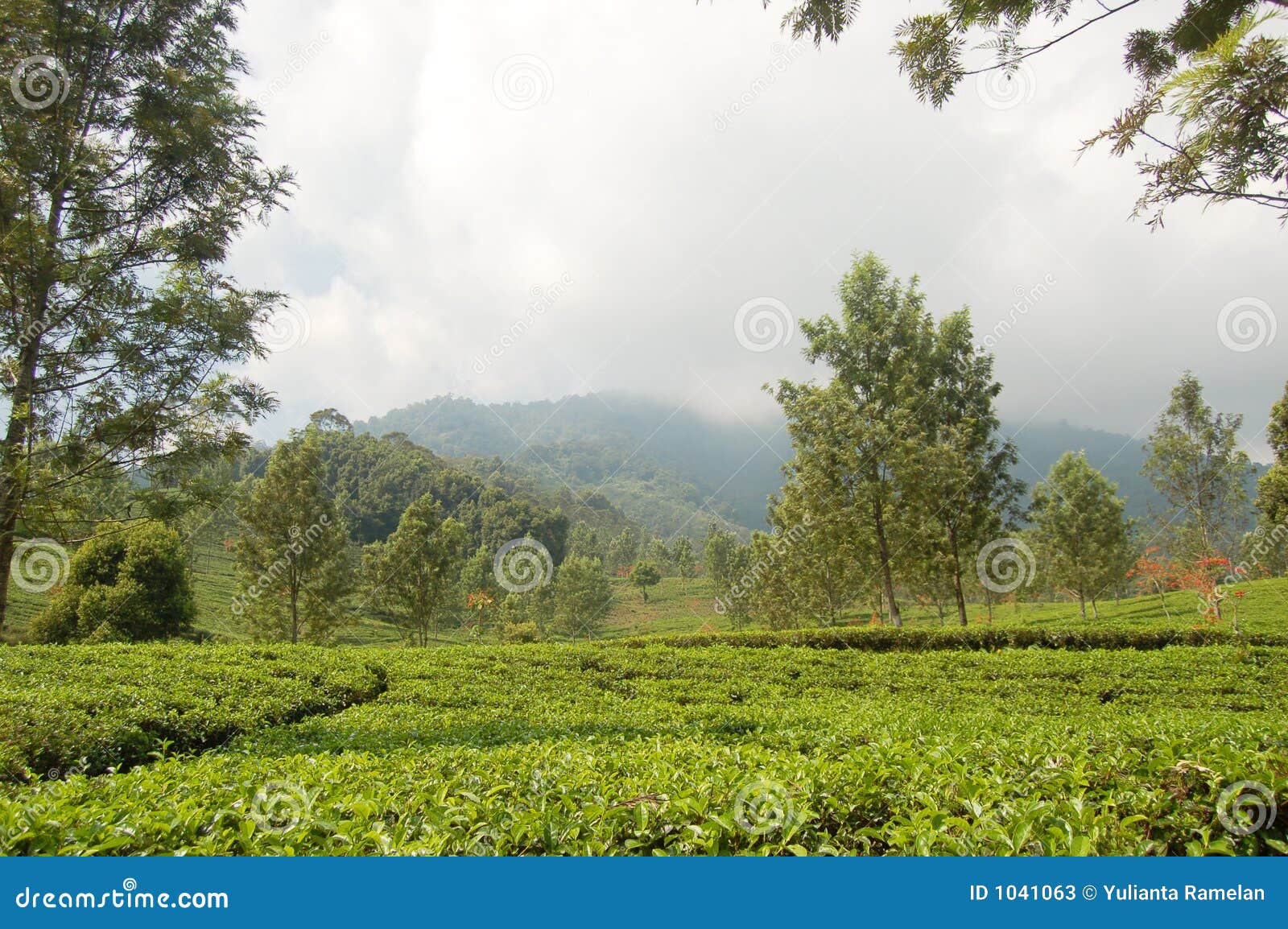 Giardino di tè fresco verde in Cibodas, Puncak, Java ad ovest, Indonesia.