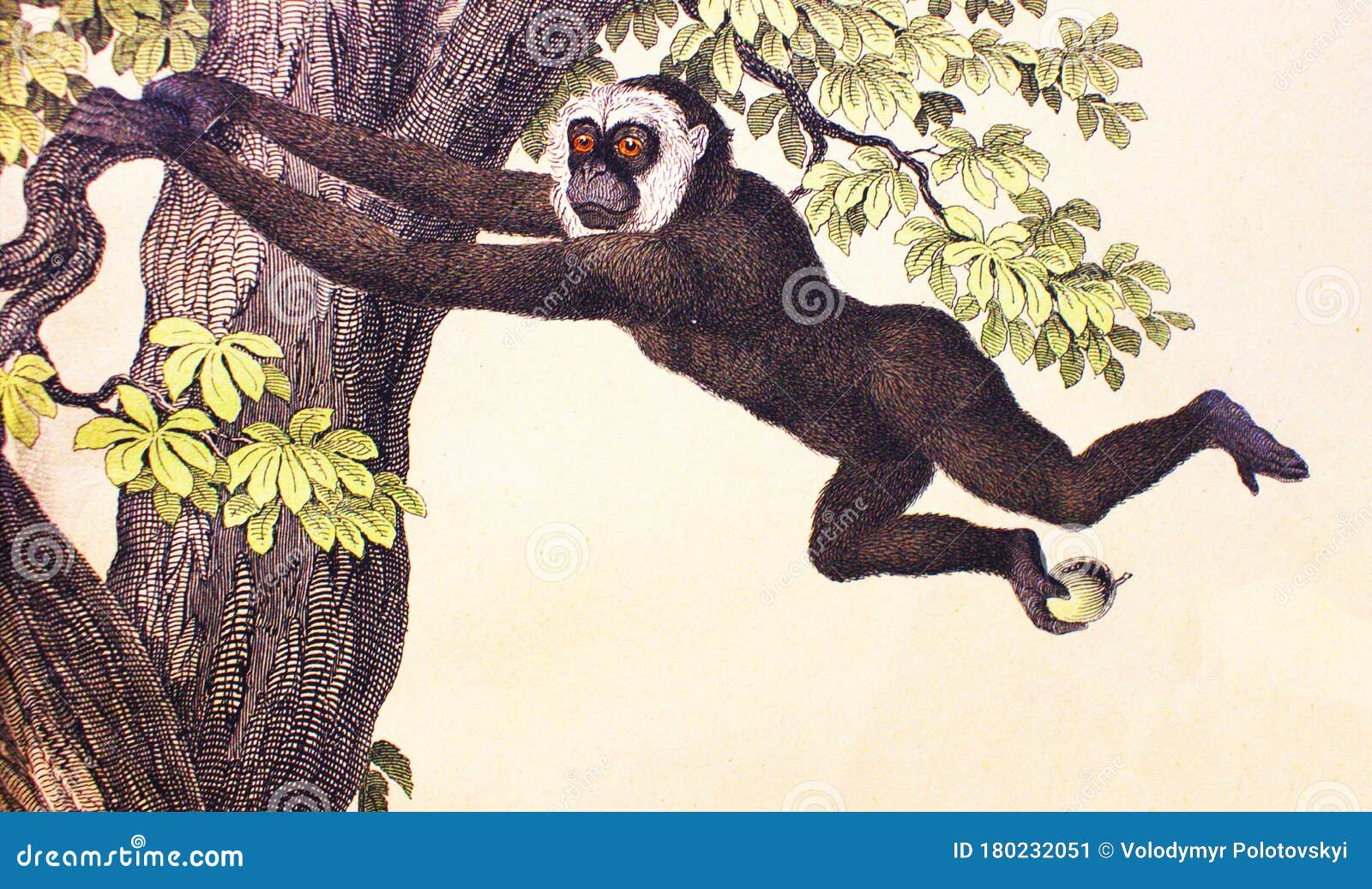 Gibbon à Long-bras De Singe Noir Dans Un Livre Vintage Histoire