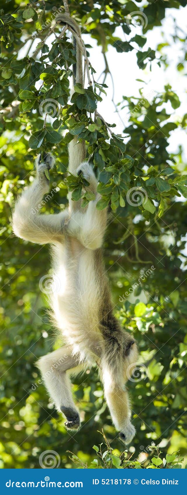 Langur Hanging from Its Tail Stock Photo Image of animal, climber
