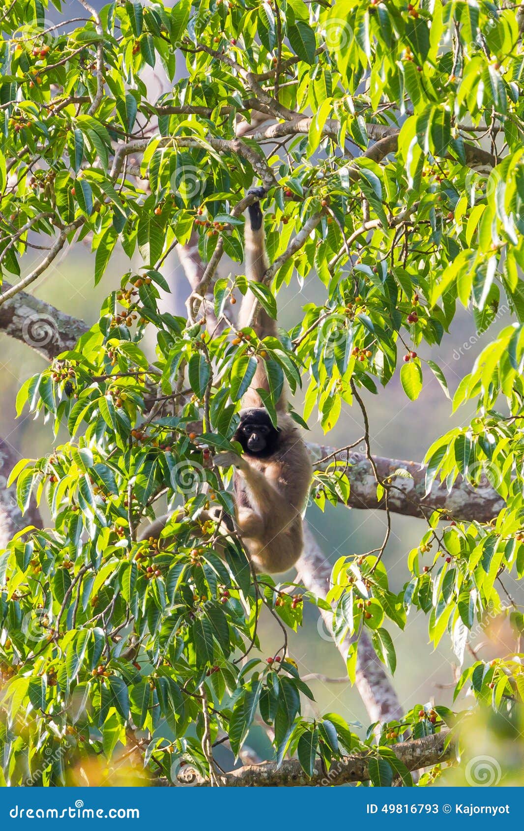 Gibbon de Pileated. Retrato del gibón muy raro y en peligro de Pileated de la especie (EN en la lista roja de IUCN de especie Threatened) (pileatus del Hylobates) en naturaleza en el parque nacional de Khaoyai, Tailandia