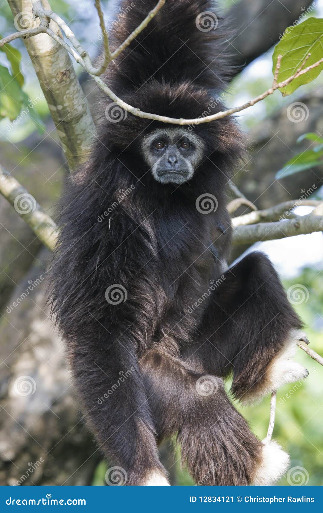 Gibbon Hanging in a Tree stock image. Image of hairy 12834121