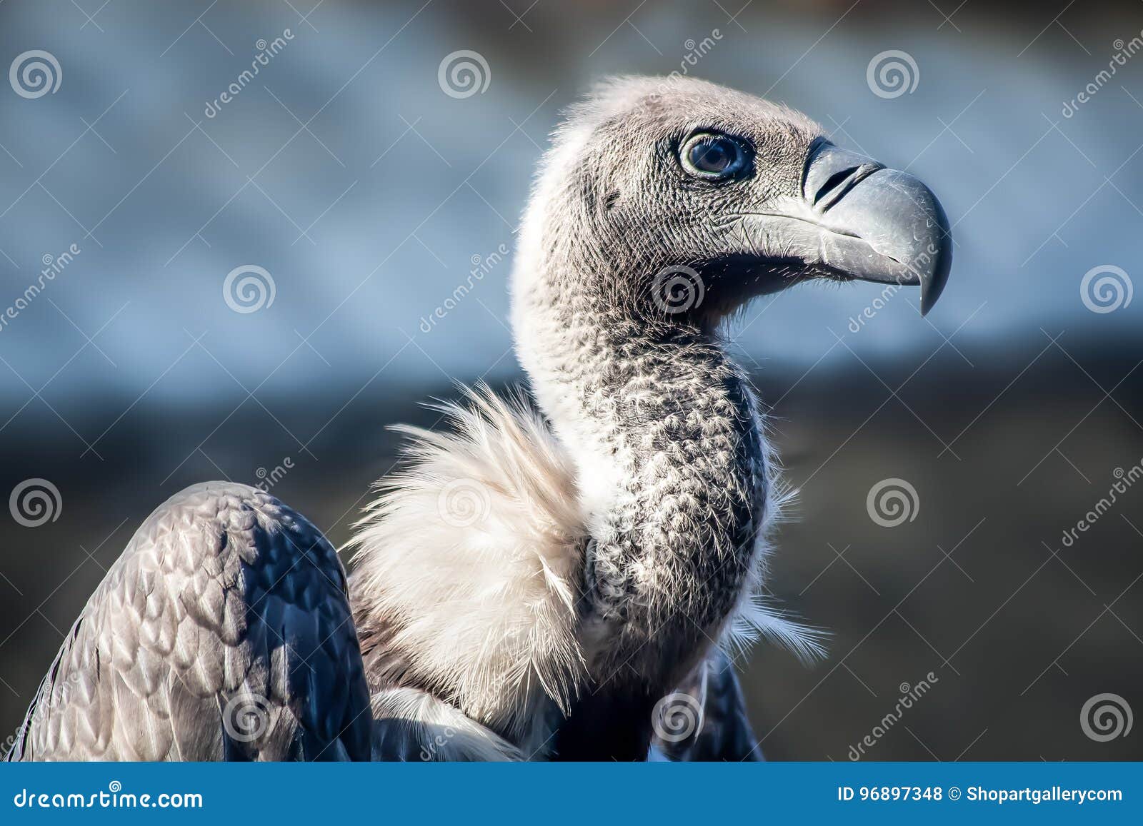 Gier Met Witte Rug, Gyps Africanus Stock Foto - Image of nave ...