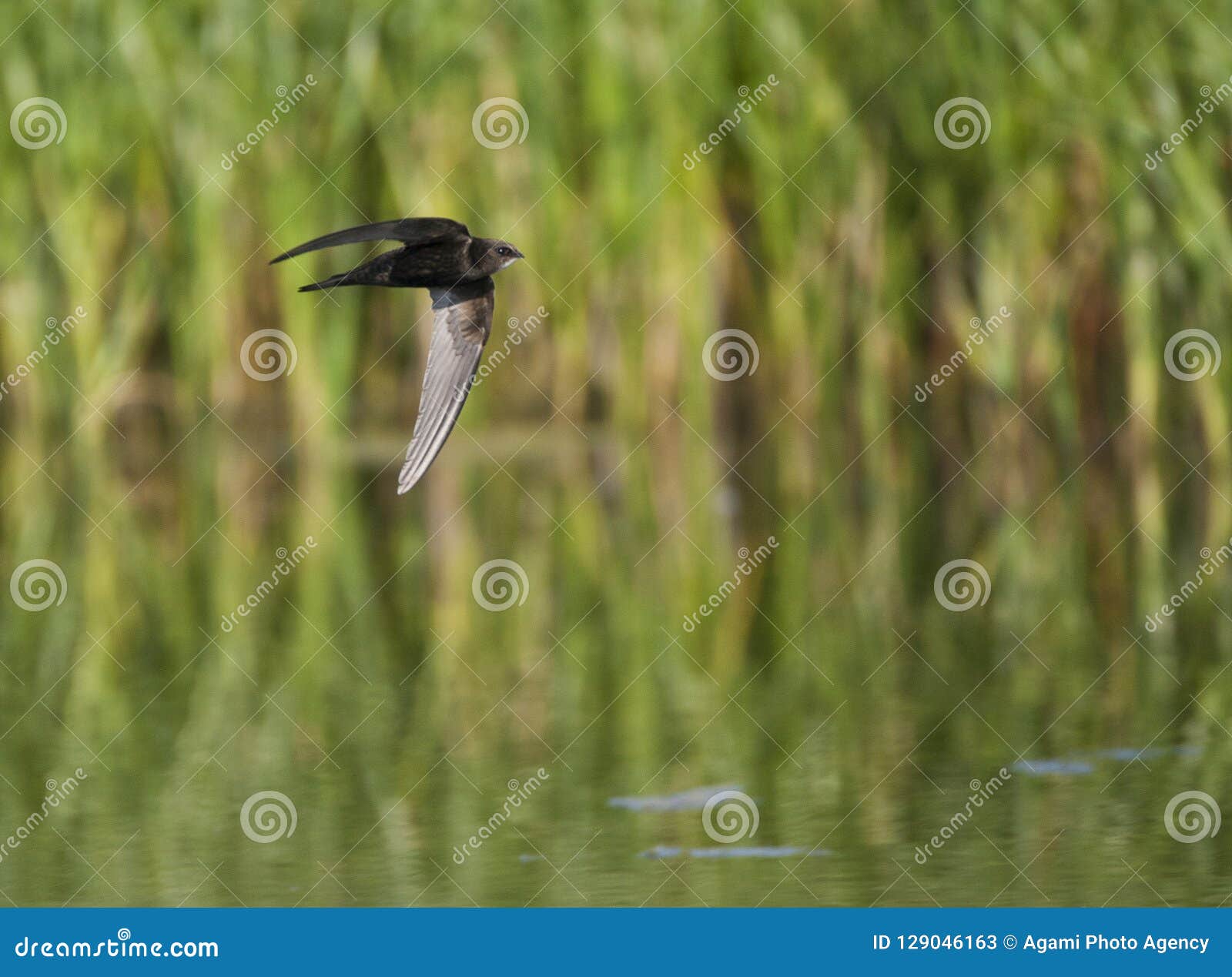 gierzwaluw, common swift, apus apus