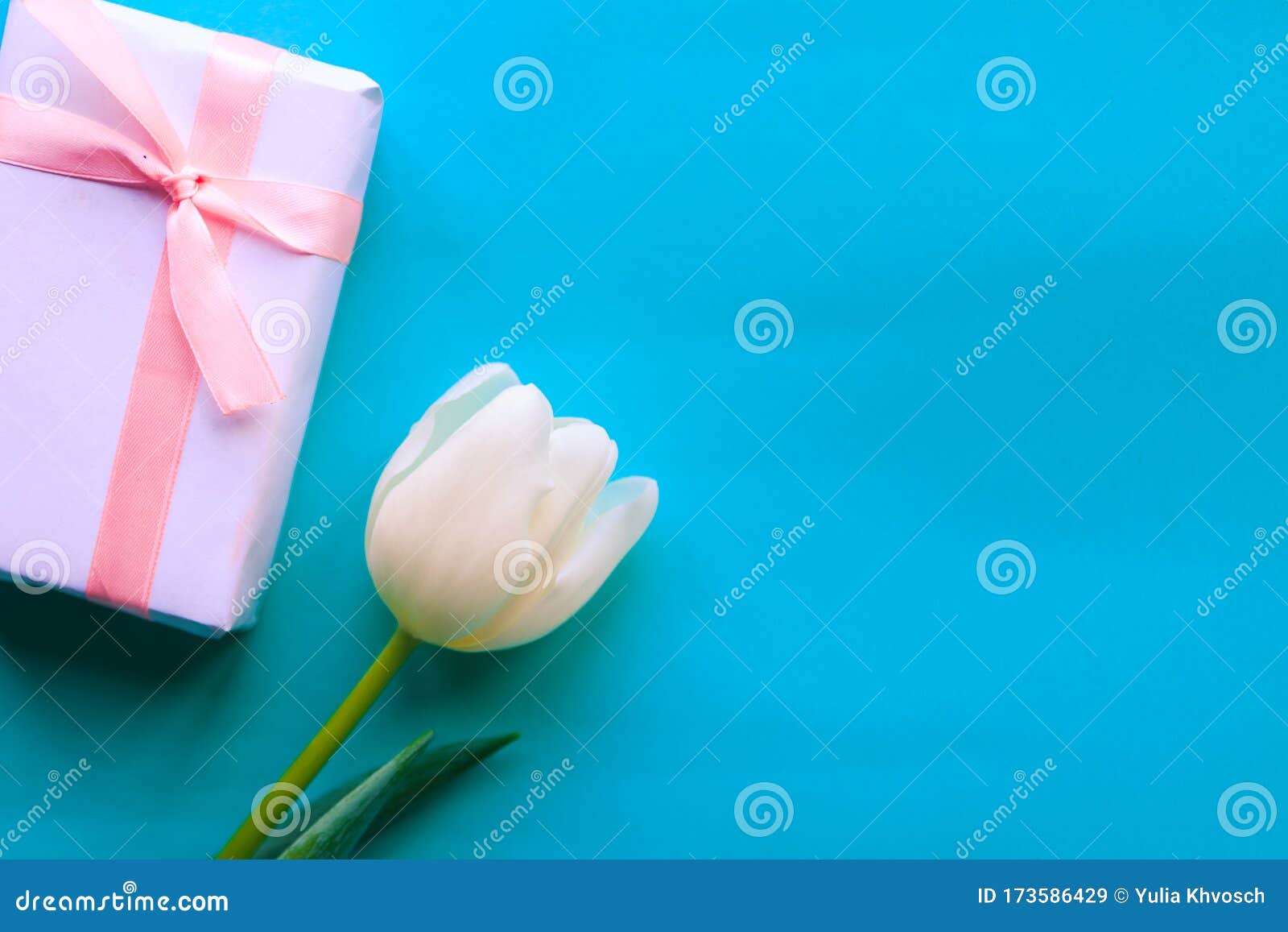 Gift Box And White Tulip On Bright Blue Background Stock