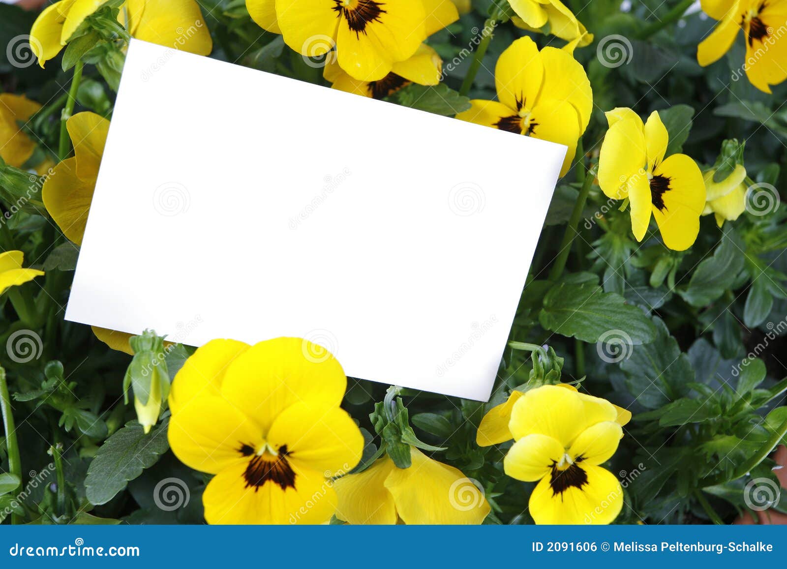 Gift Card and Yellow Flowers Stock Photo Image of leaf, arrangement