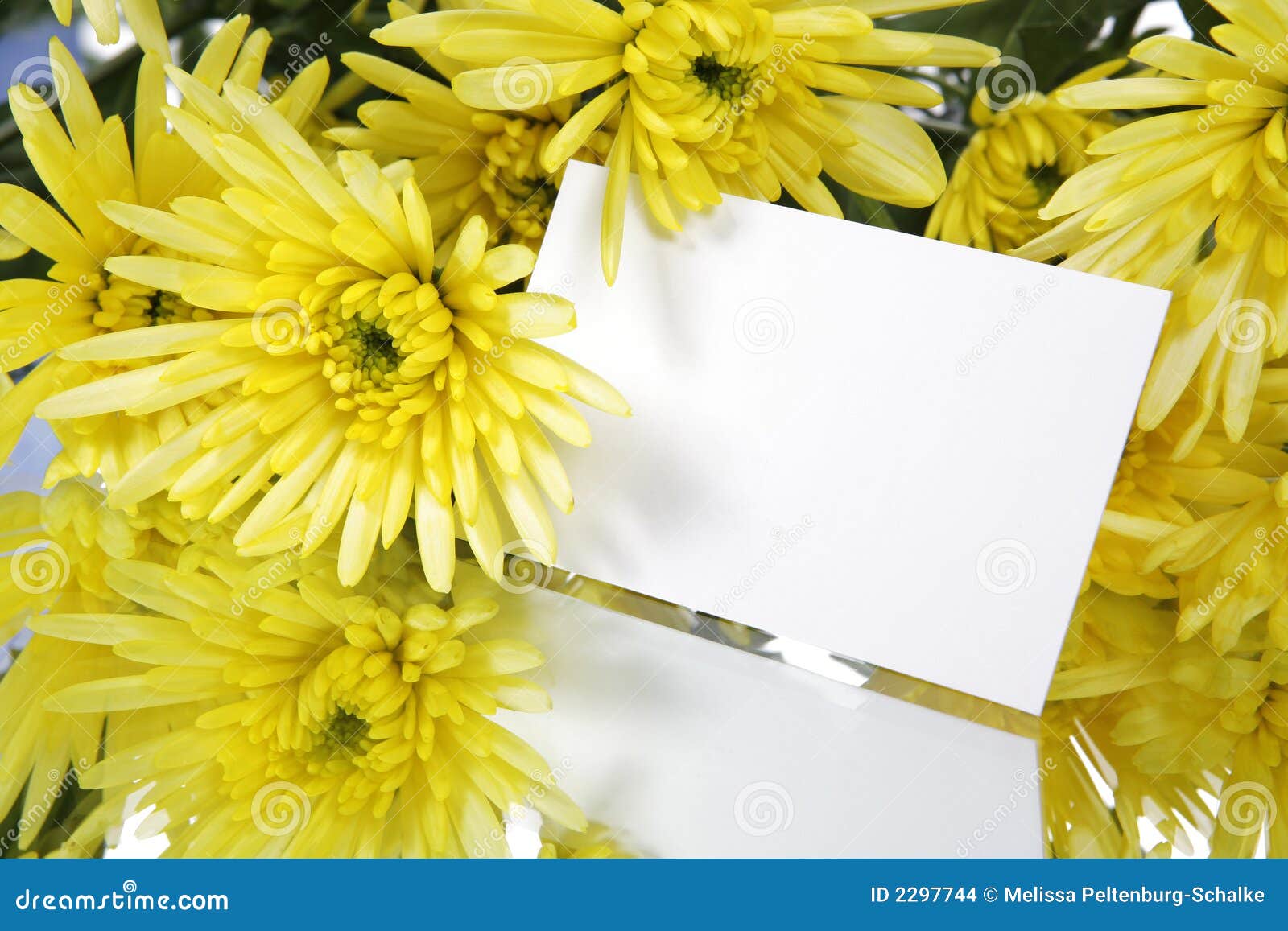 Gift Card and Yellow Flowers Stock Photo Image of petal, daisy 2297744