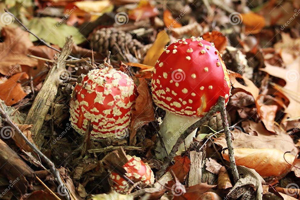 Giftiger Roter Pilz Mit Einem Weißen Stamm Und Weiße Punkte Vor Ort Im Wald Stockbild Bild von
