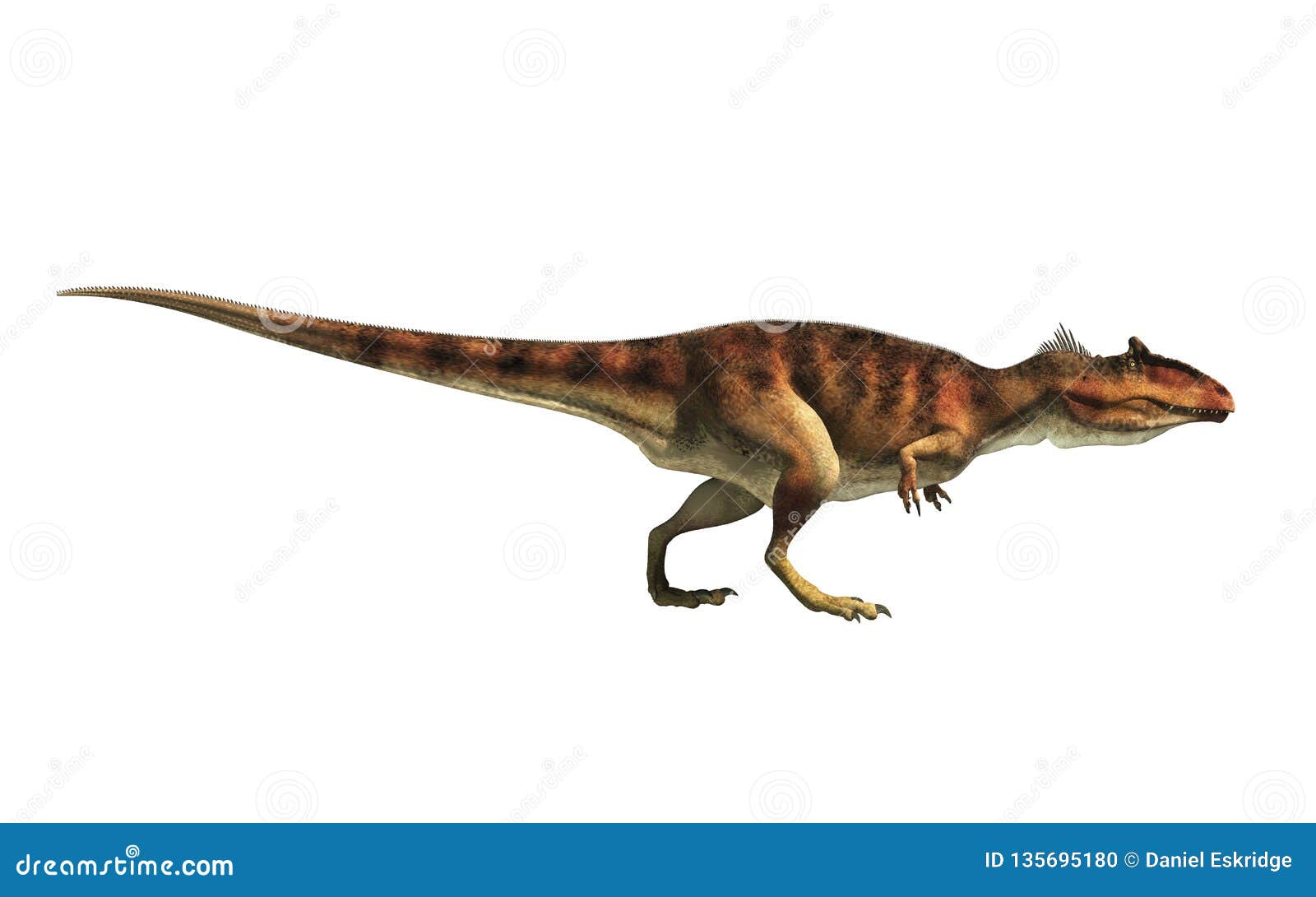 Rendering Dinosaur Gigantosaurus Isolated White Background Stock