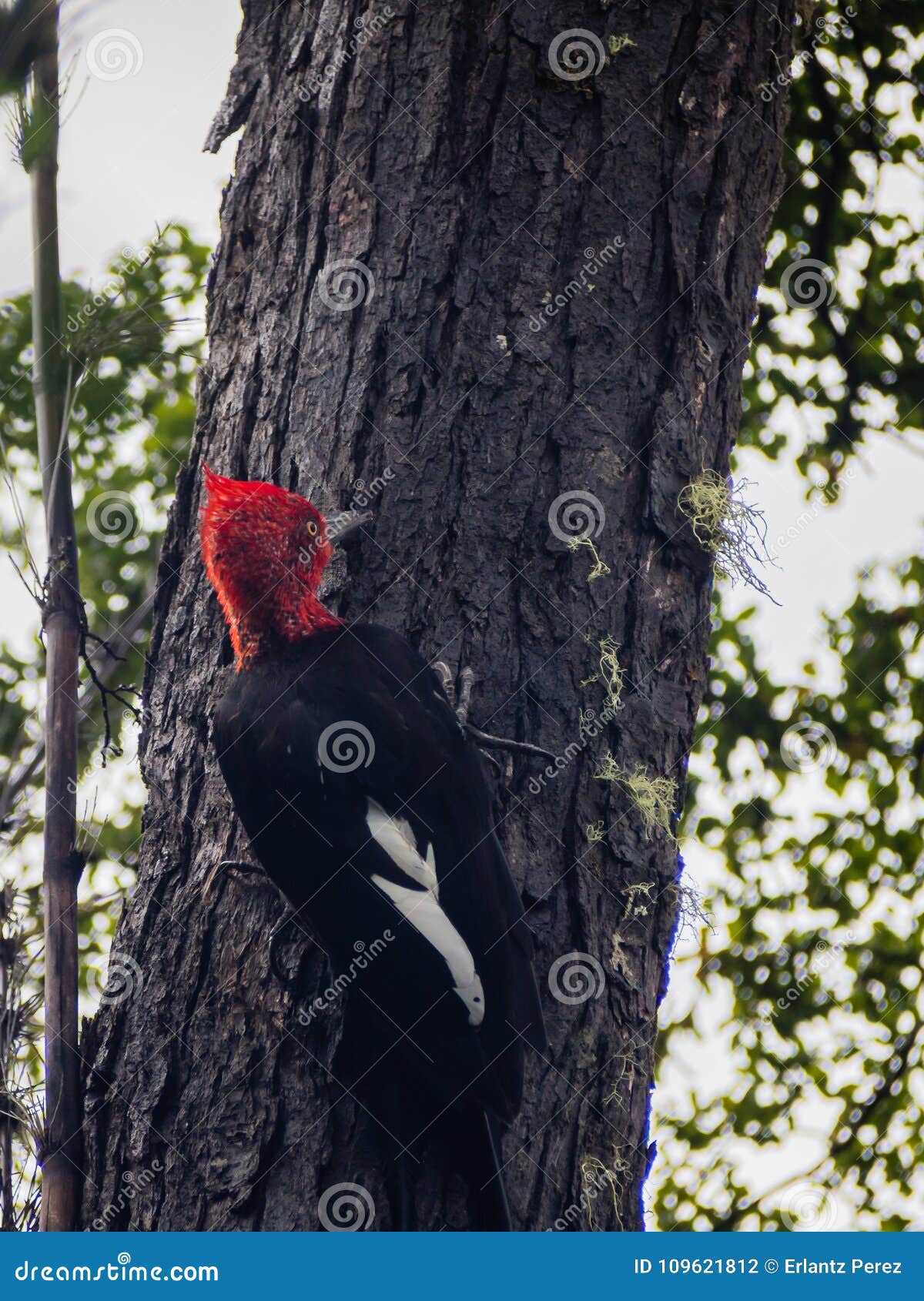 gigant woodpecker male bird in chilean patagonia