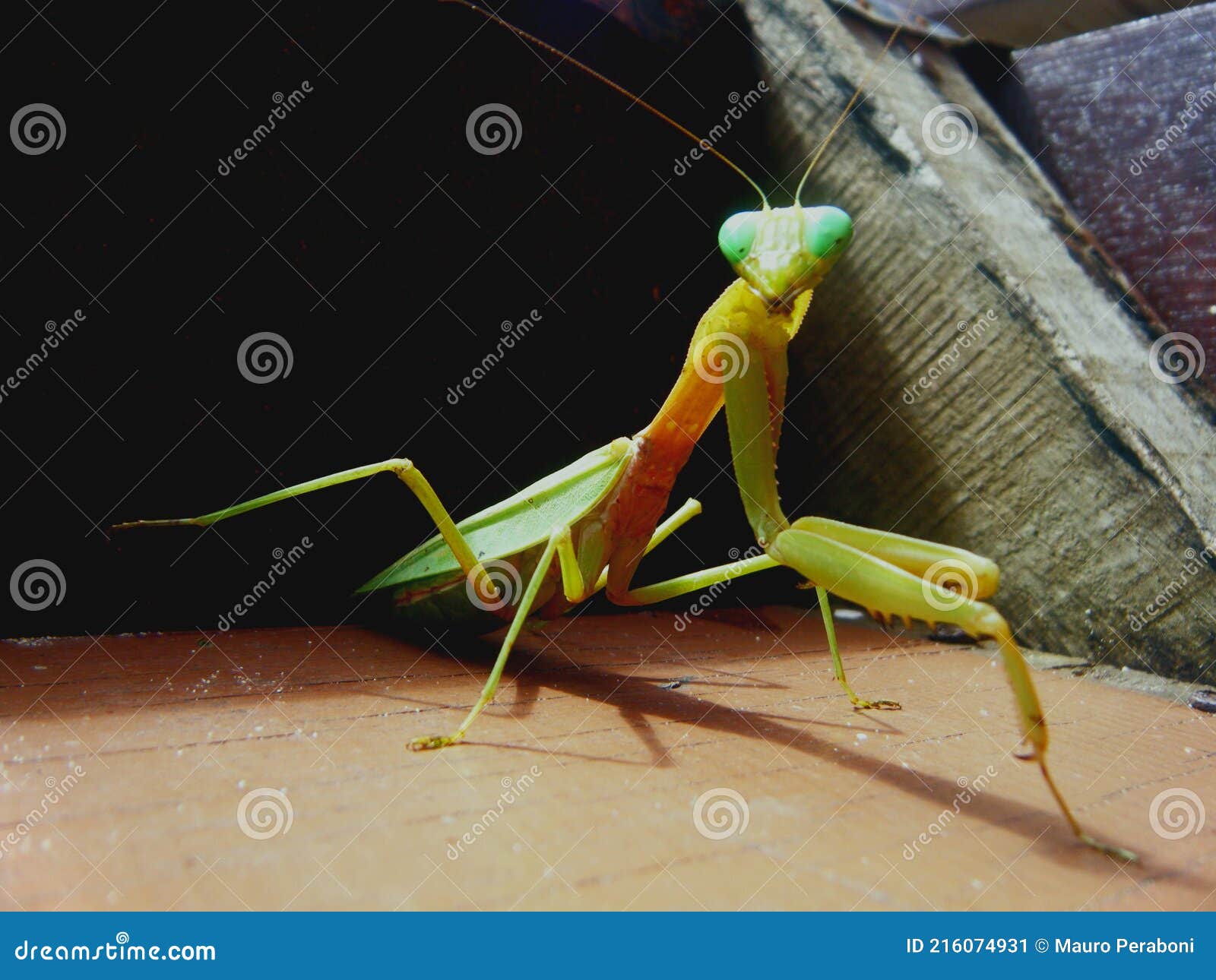 gigante mantide religiosa verde e gialla