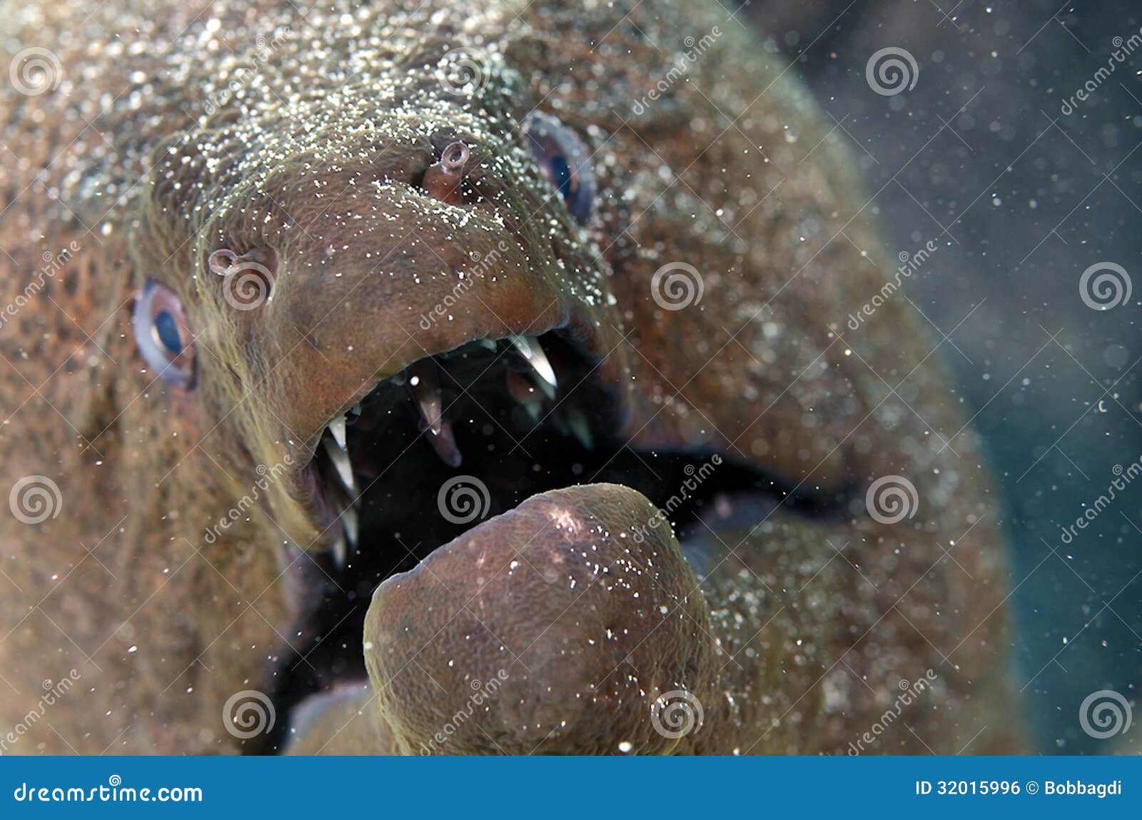 Il gigante Moray Eel ha sparato da Marsa Alam facendo uso di Canon G9 in un alloggio di Ikeleite