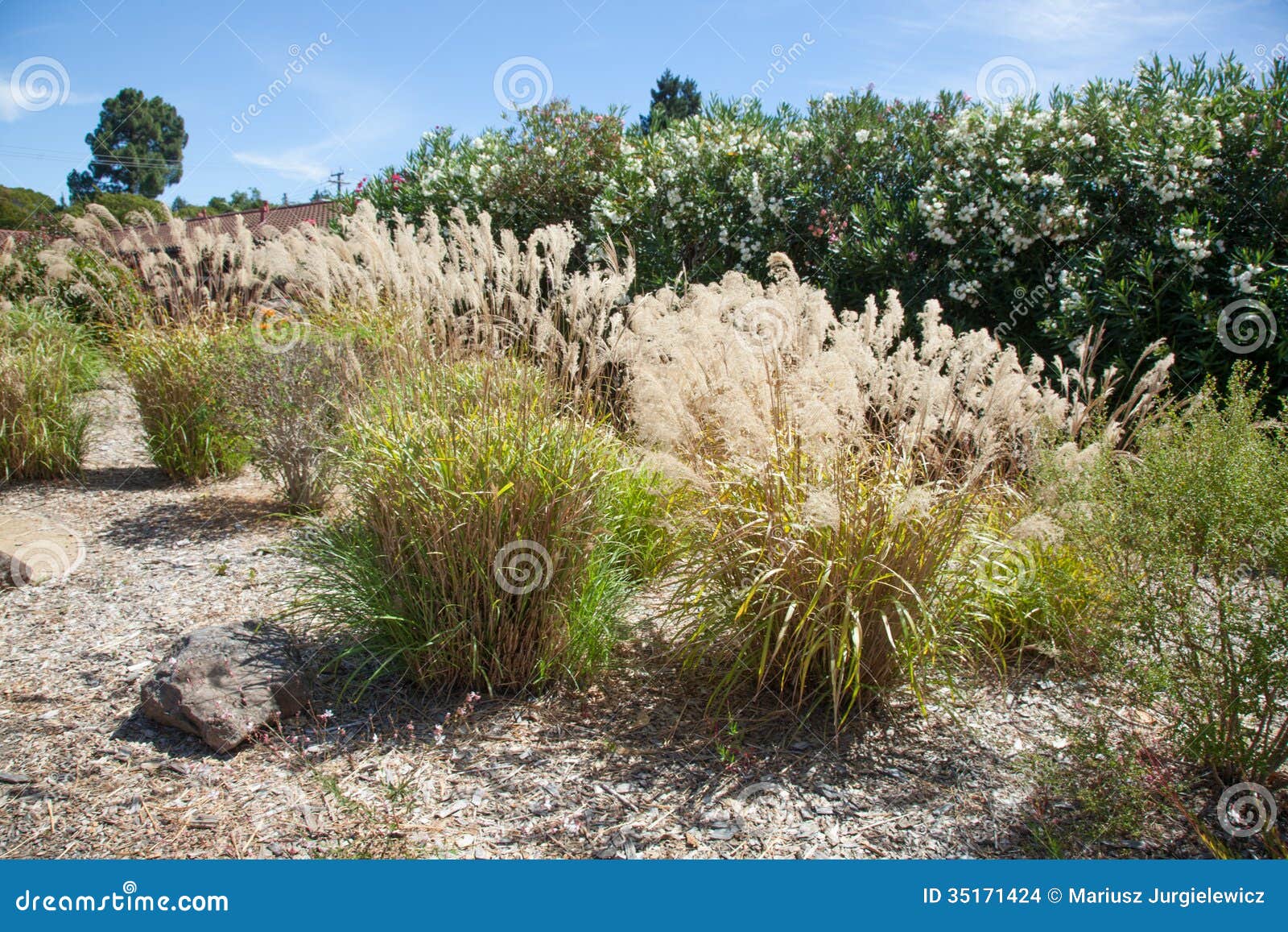 El gigantea de Stipa se crece como una hierba ornamental para plantar como solos especímenes y derivas formadas en parques, paisajes públicos, y jardines.