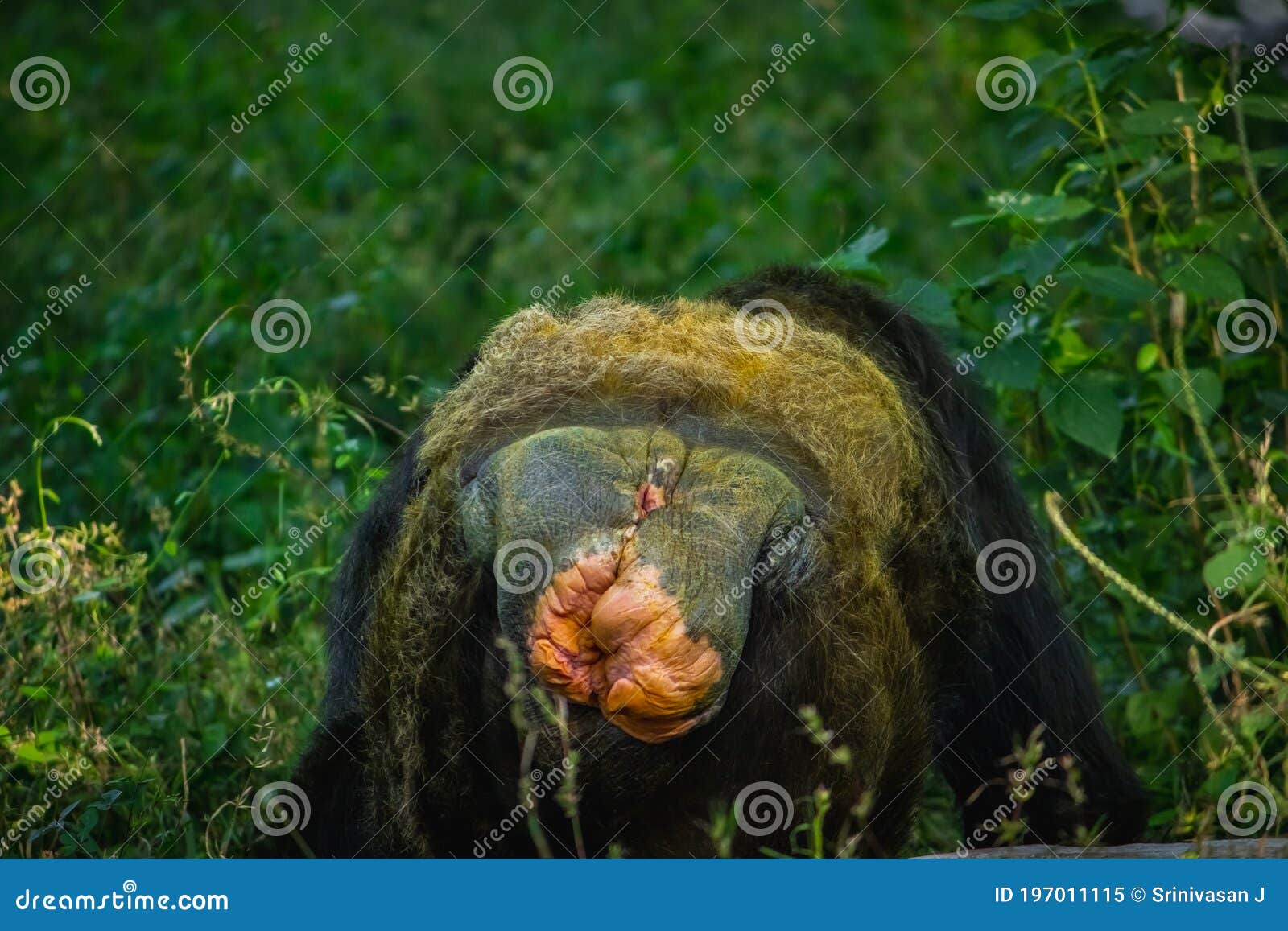 Macaco Gigante Do Chimpanzé Foto de Stock - Imagem de coma, selva: 98764908