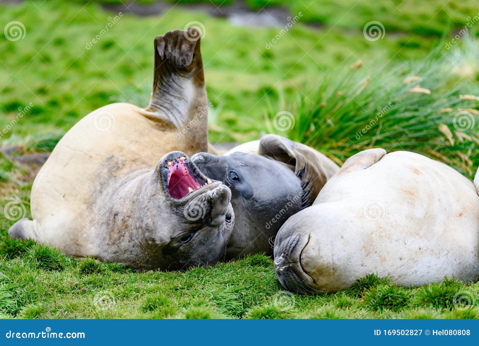 gigantic elephant seals - mirounga leonina - snuggling on meadow, grytviken,  south georgia
