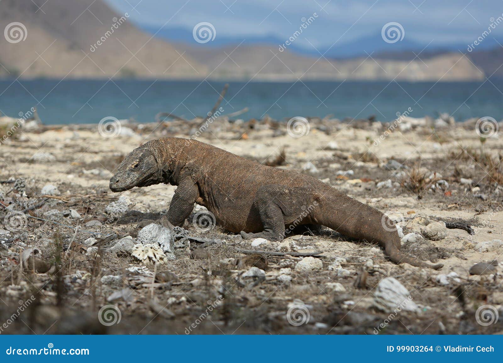 Gigantic Komodo Dragon in the Beautiful Nature Habitat on a Small ... Biology Diagrams