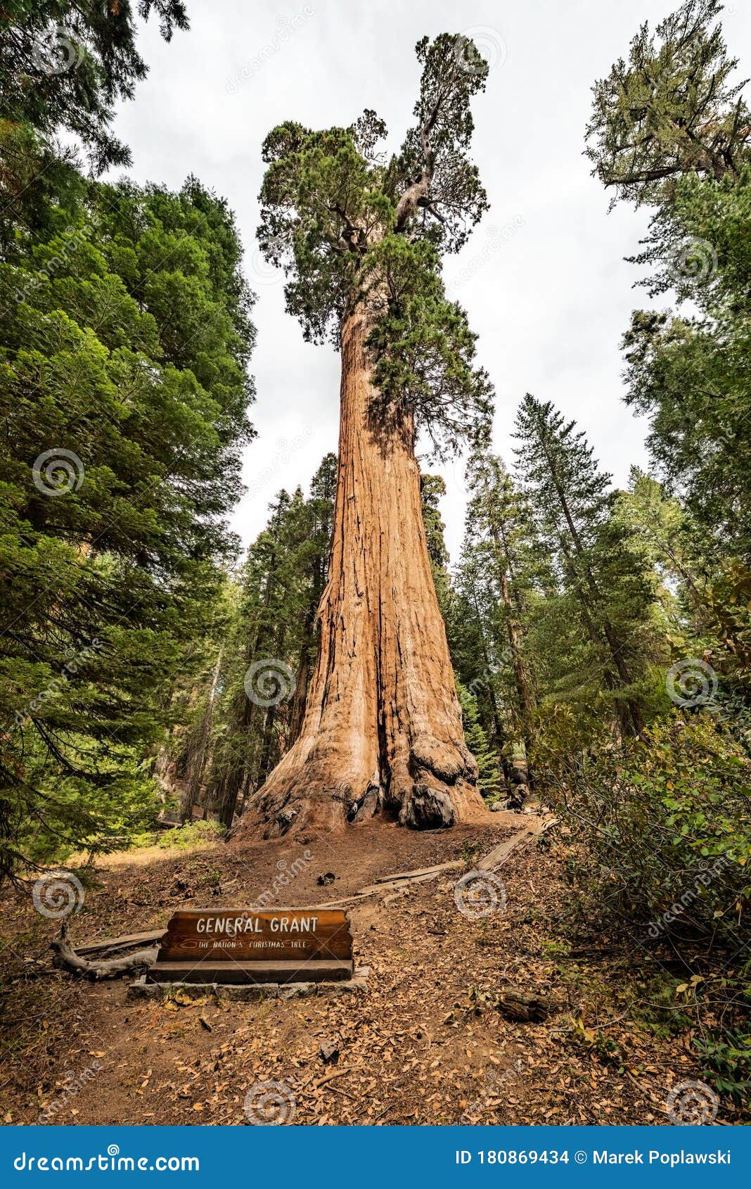 Gigantic Sequoia Tree, Called General Grant, in Sequoia National Park