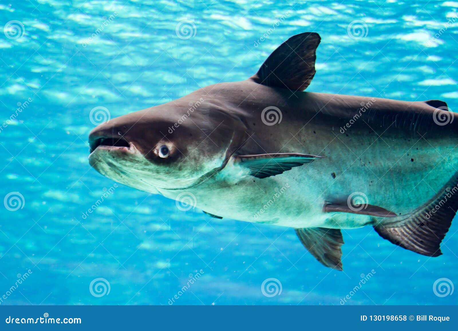 Gigas Geants Mis En Danger D Un Pangasianodon De Poisson Chat Du Mekong Tandis Que Swi Photo Stock Image Du Freshwater Herbe Gigas Geants Mis En Danger D Un Pangasianodon De Poisson Chat Du Mekong Tandis Que Swi Photo Stock Image Du Freshwater Herbe