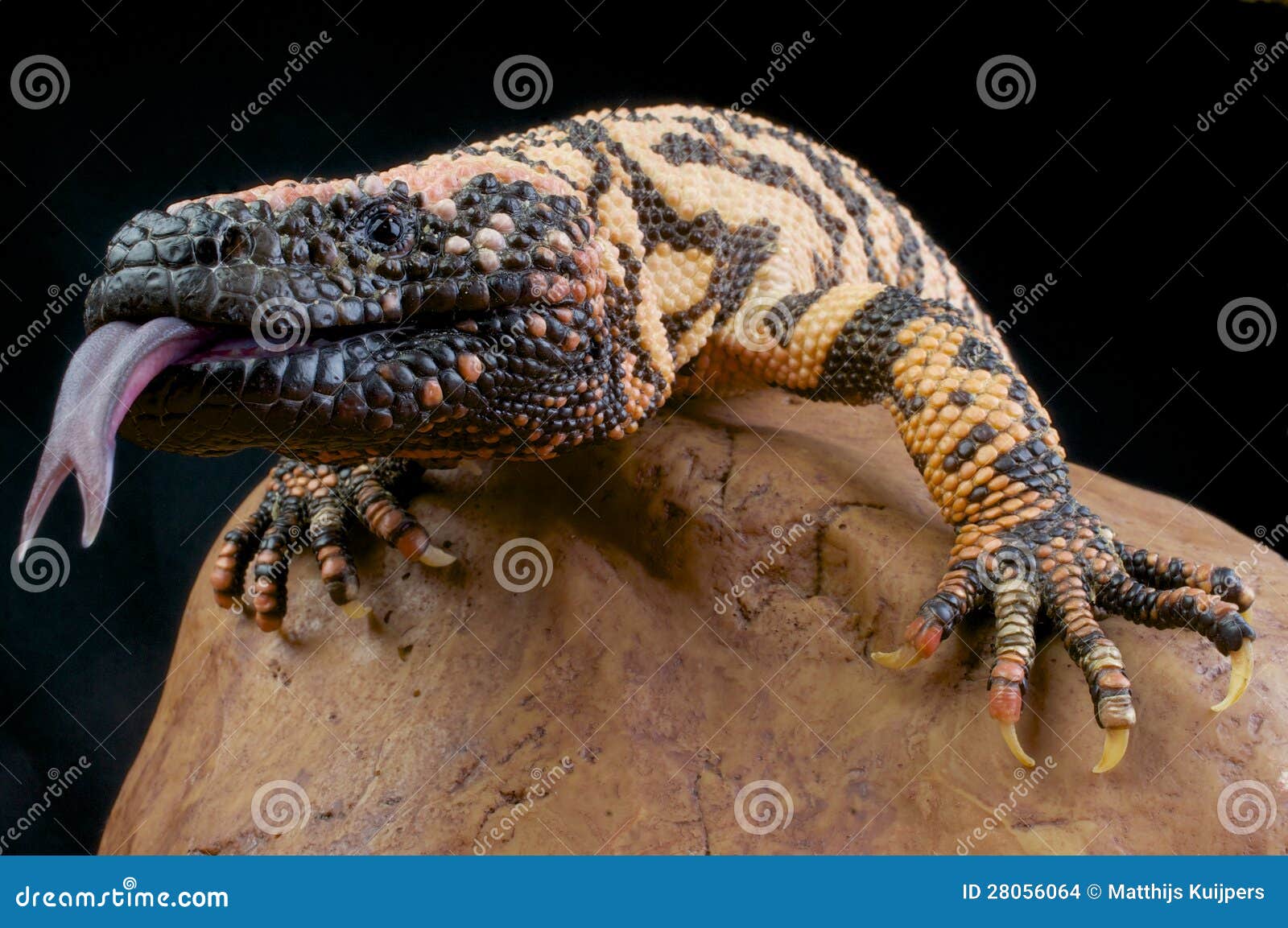 Gila Monster / Heloderma Suspectum Stock Photo Image of heloderma