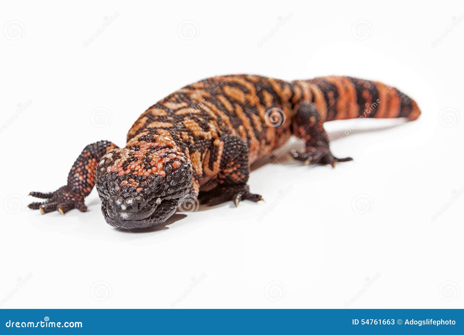 Gila Monster Lizard Crawling Forward Stock Image Image of high