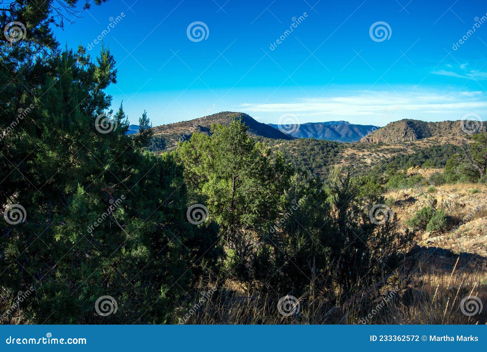 Gila National Forest in New Mexico Stock Photo Image of north, black