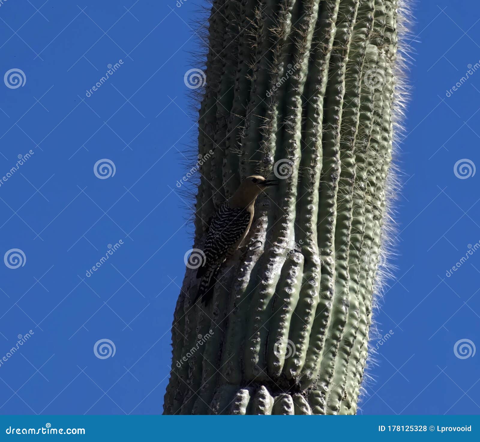 Gila Woodpecker on Saguaro Cactus Stock Photo - Image of elephant, blue