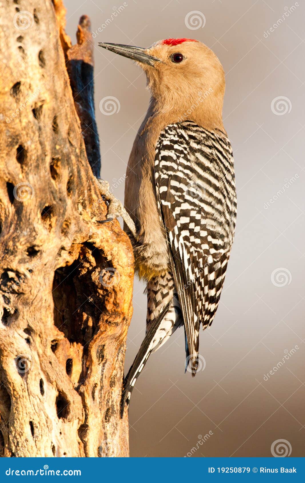 Gila Woodpecker stock image. Image of urogygialis, zebra - 19250879