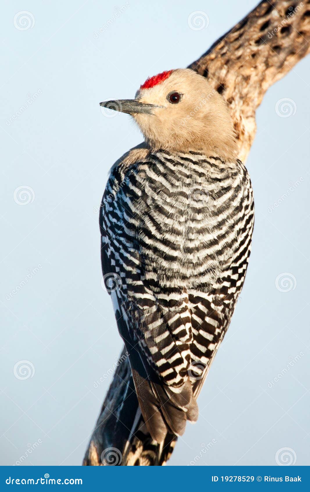 Gila Woodpecker stock image. Image of cholla, urogygialis 19278529