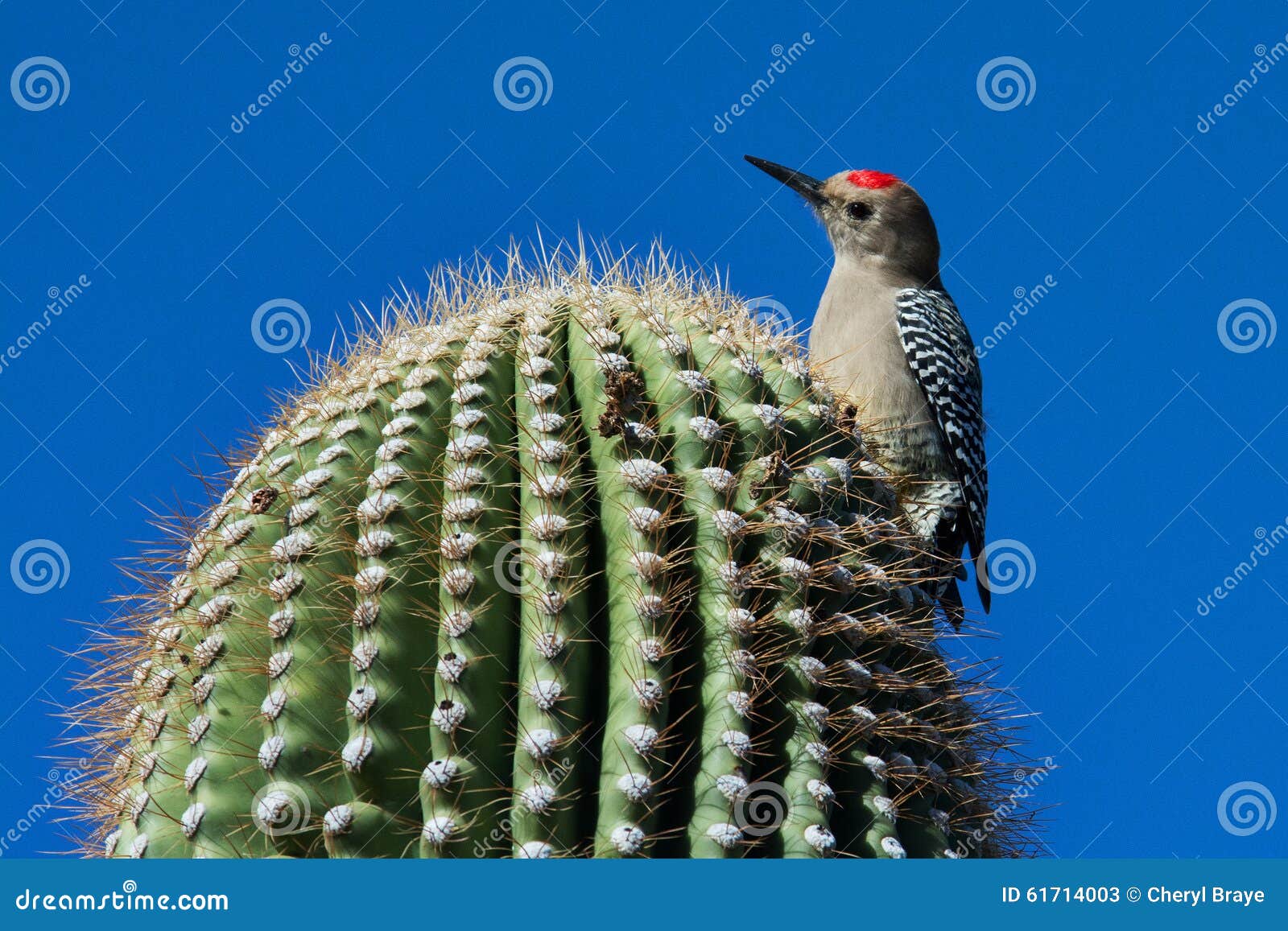 Gila Woodpecker stock image. Image of arizona, saguaro - 61714003