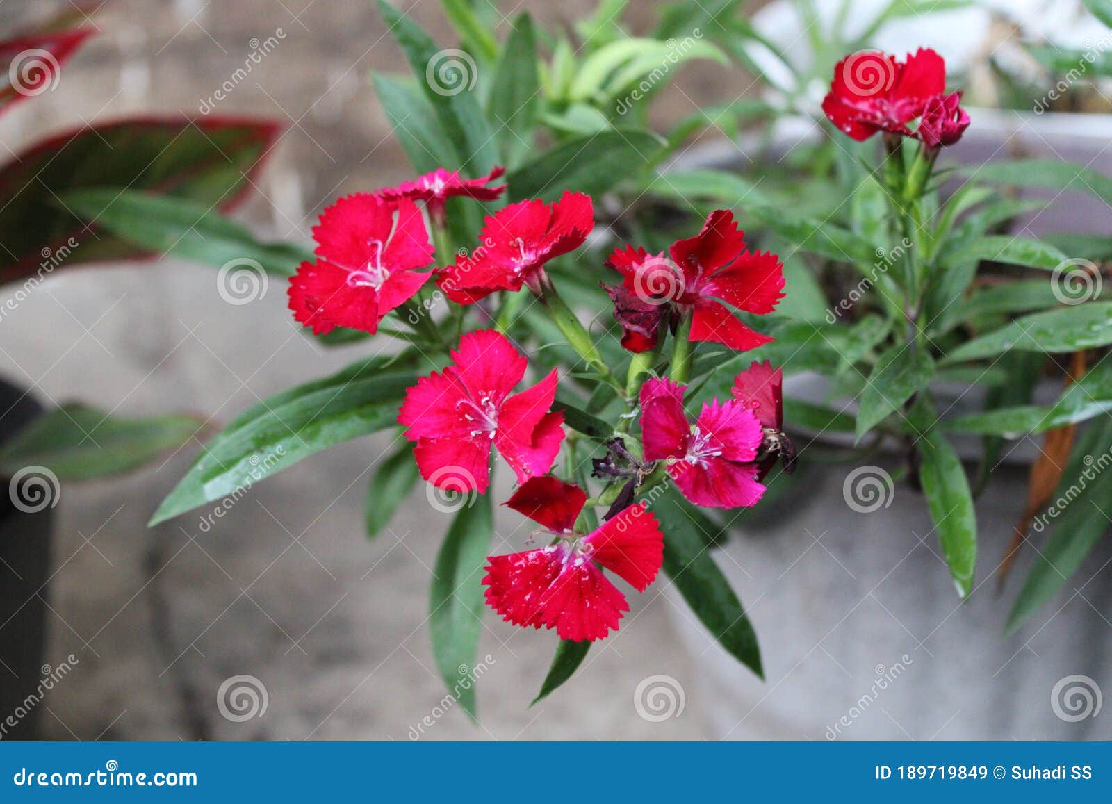 a bunch of gilliflower sprung brightly in the morning time
