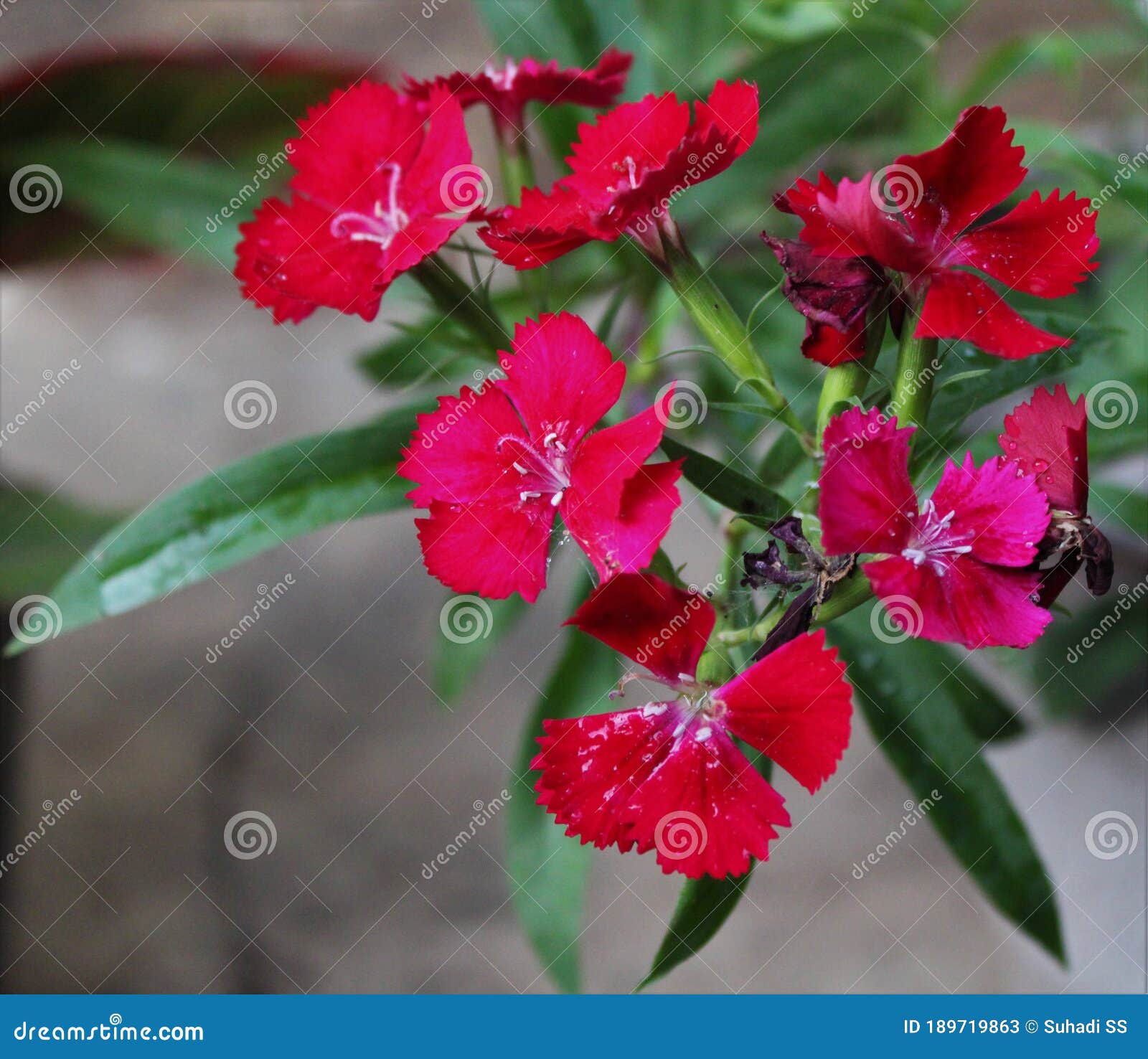 a bunch of gilliflower sprung brightly in the morning time