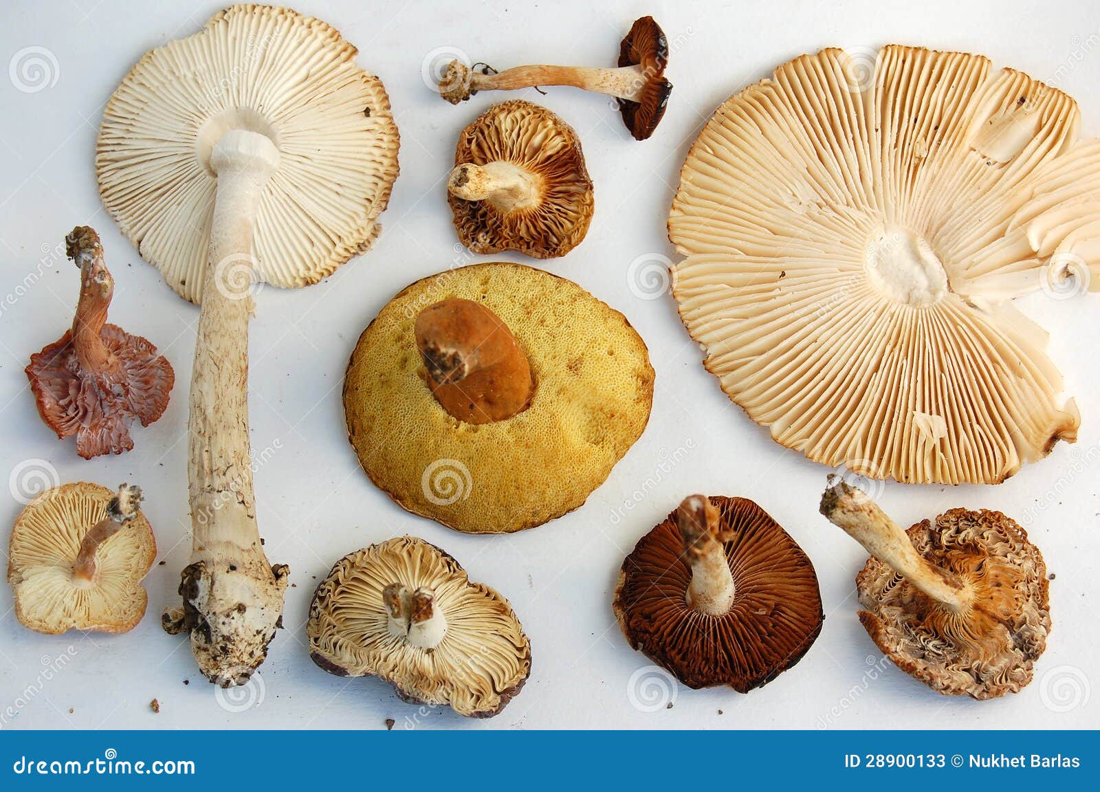 gills of wild mushrooms