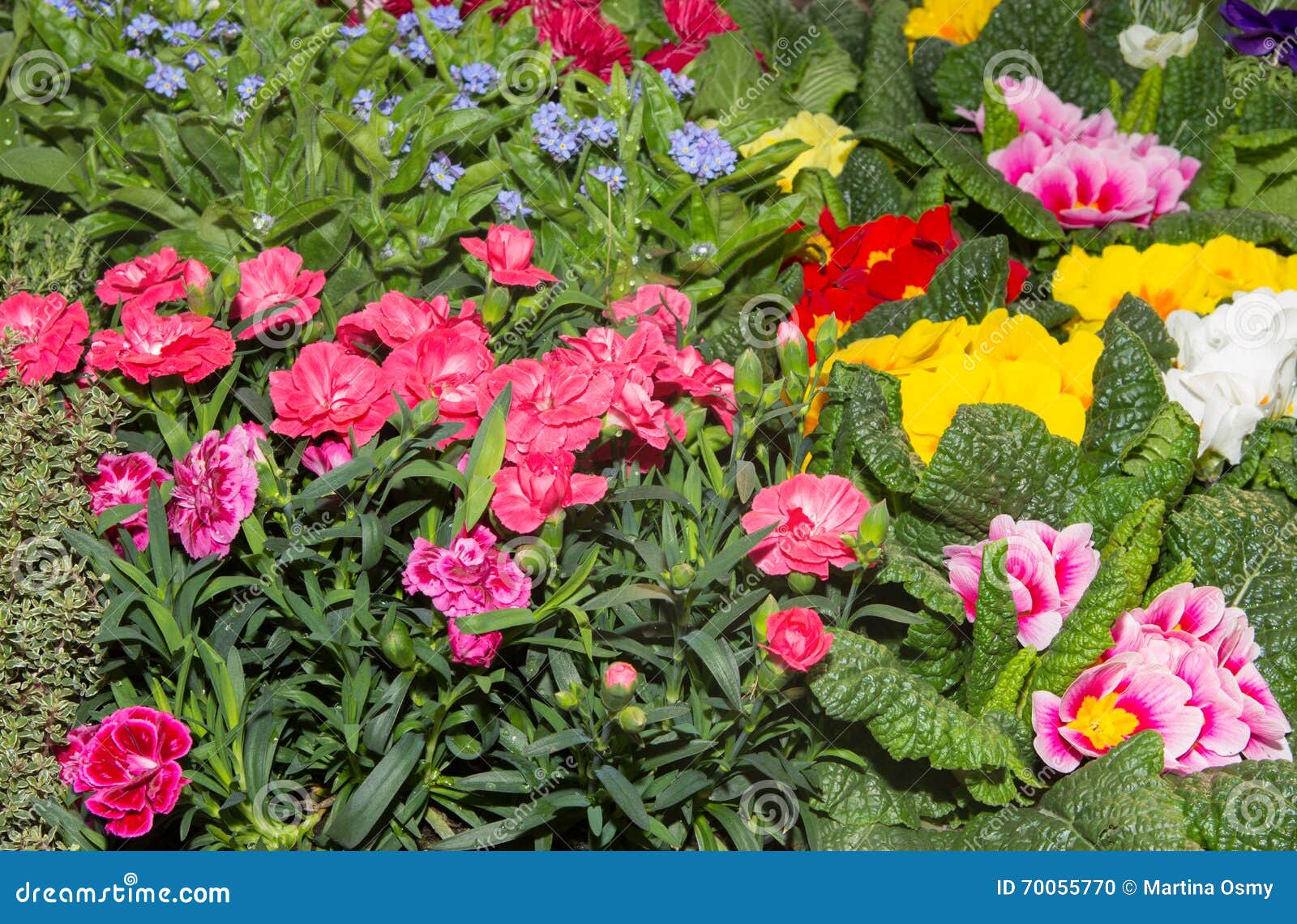 Gillyflowers and Other Spring Flowers Stock Photo Image of easter