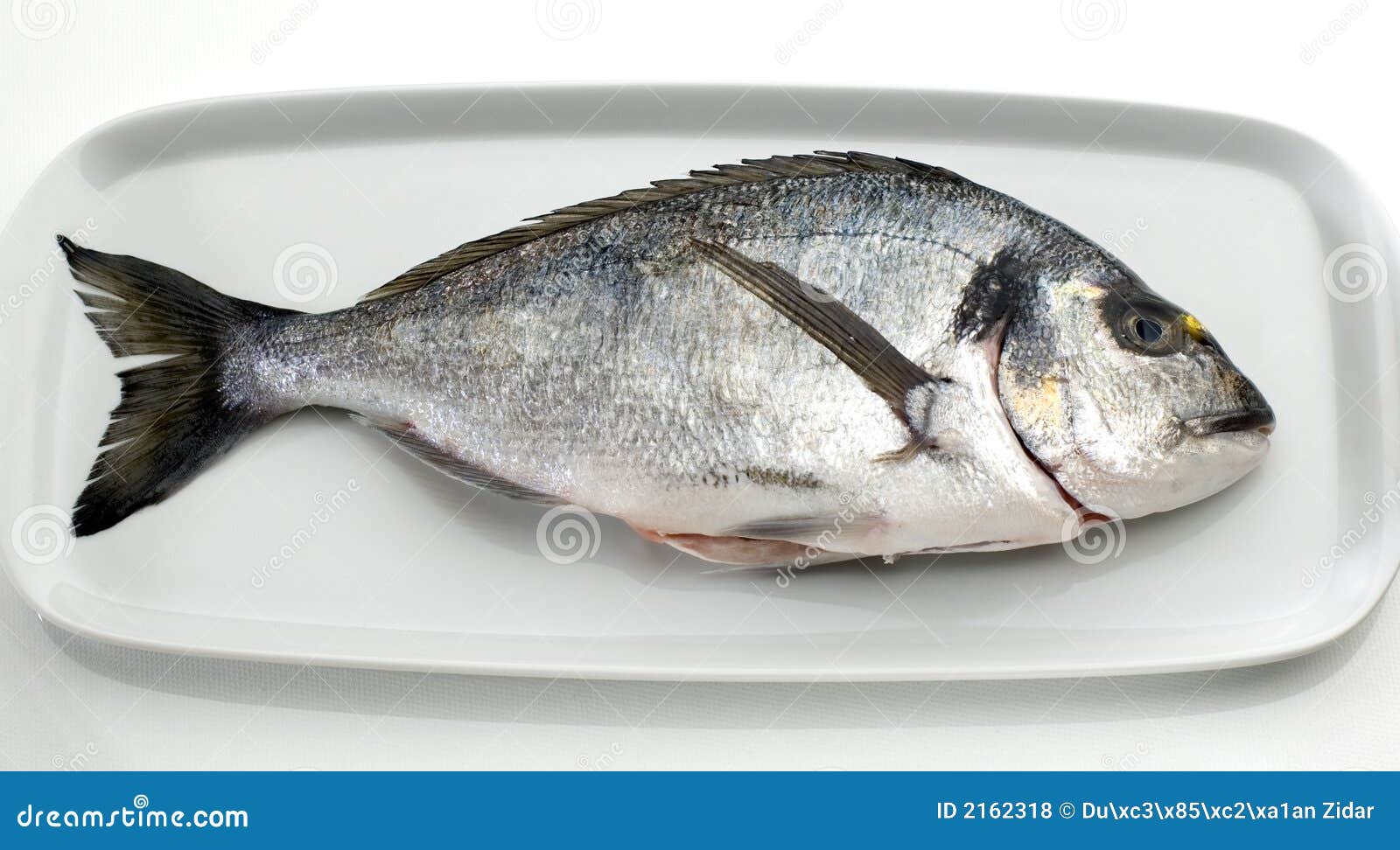 gilthead