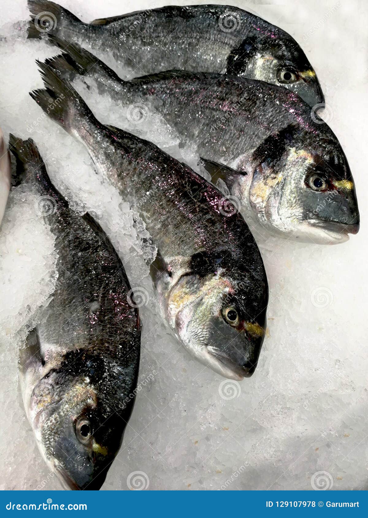 Gilthead frais au marché. Gilthead frais sur la glace au marché pendant le matin prêt à se vendre