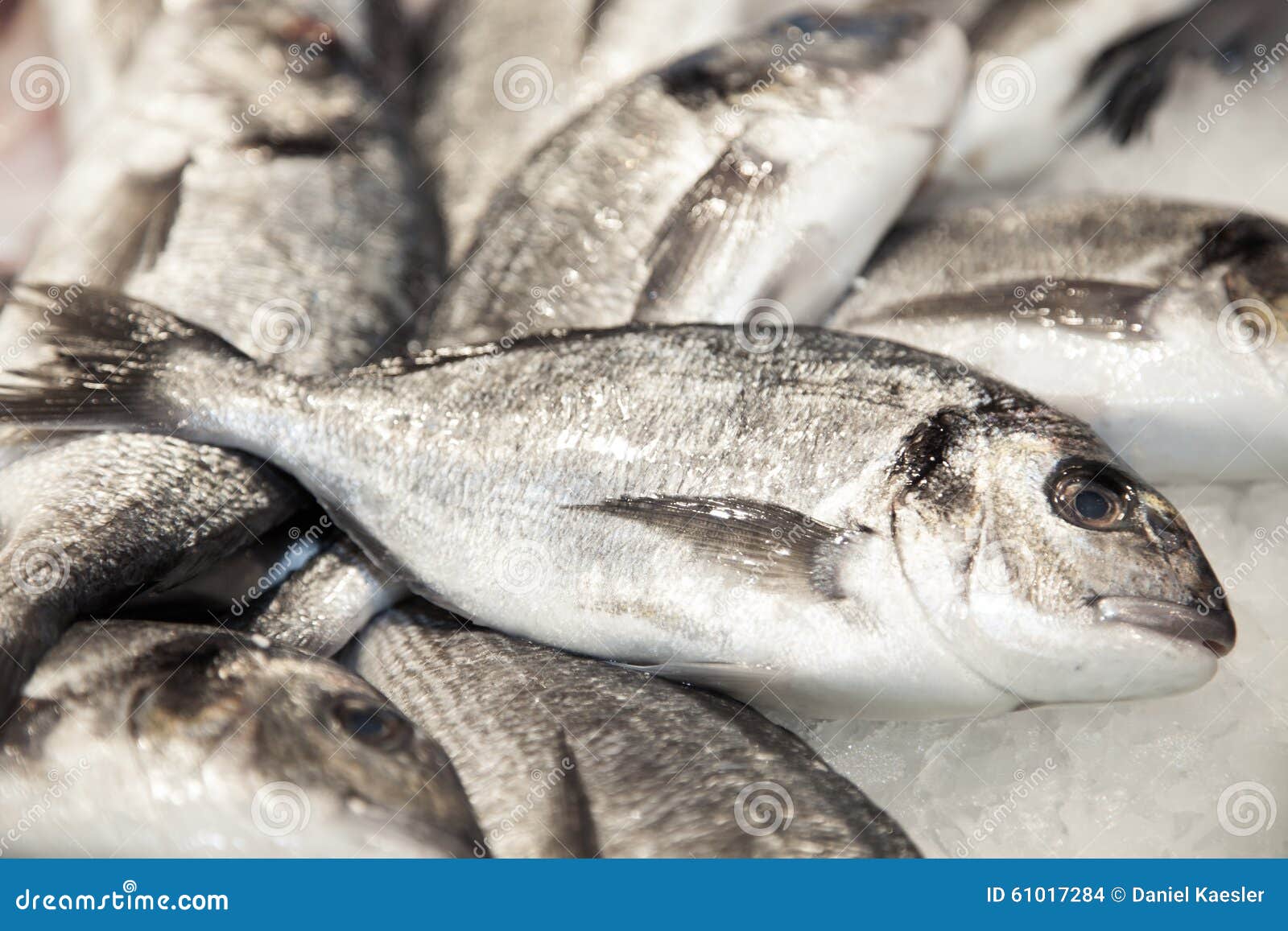 gilthead on ice