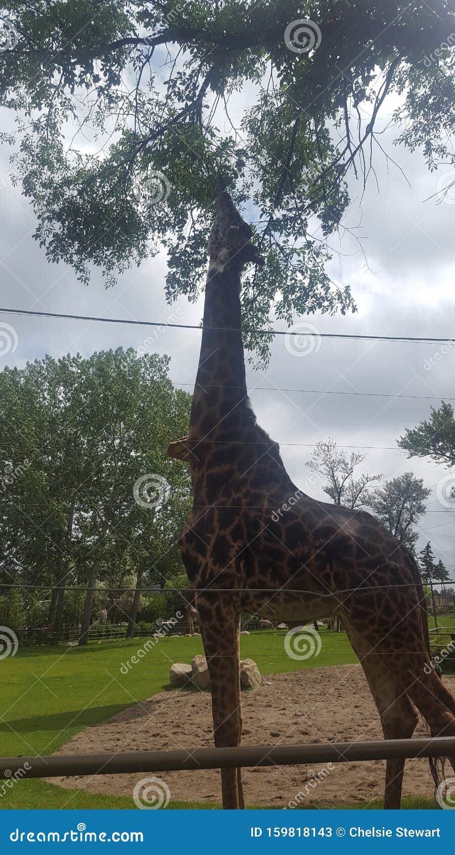 gina the giraffe gently grazing green leavss