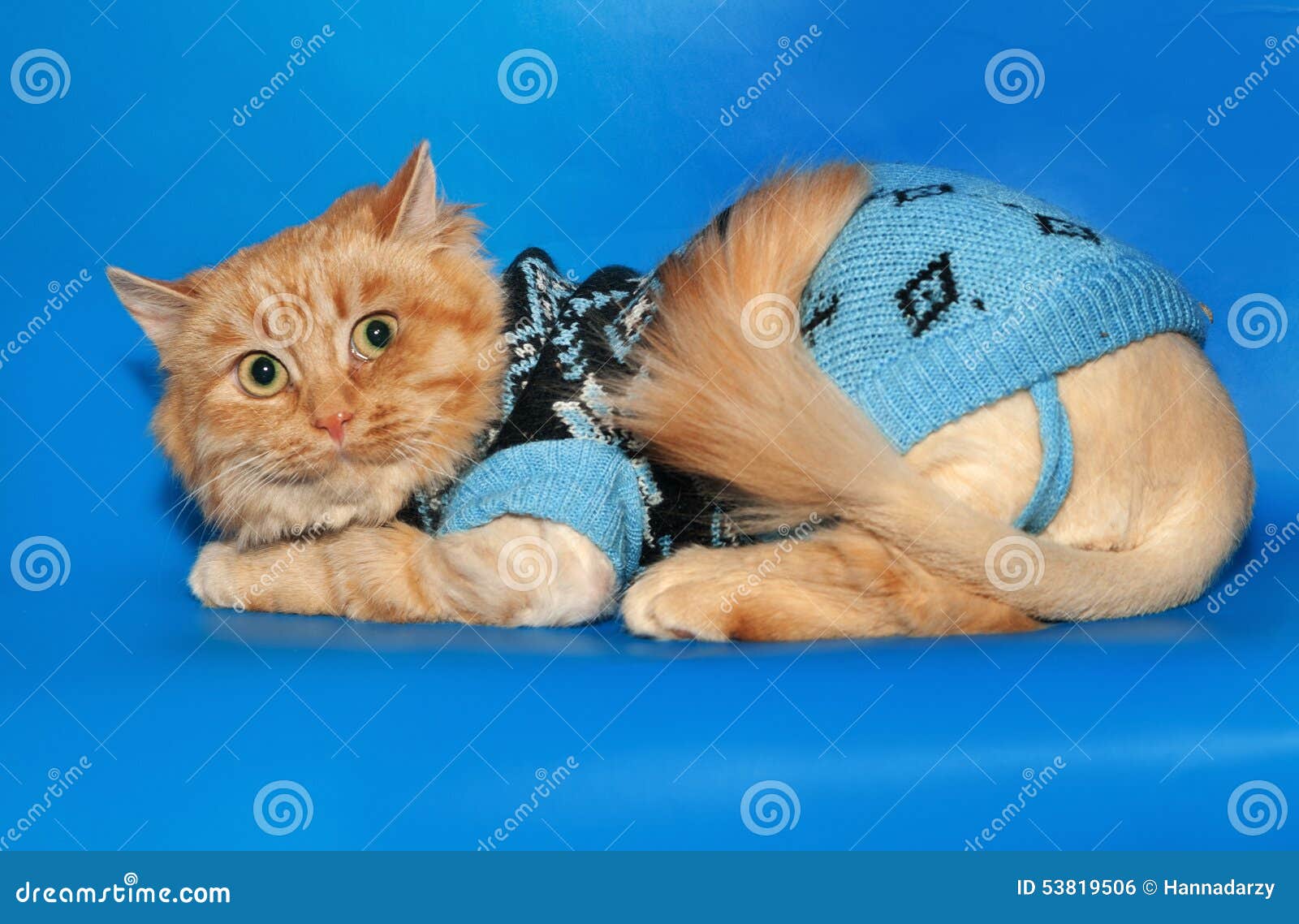 Ginger Bobbed Cat Sweater Lying on Blue Stock Photo Image of tail