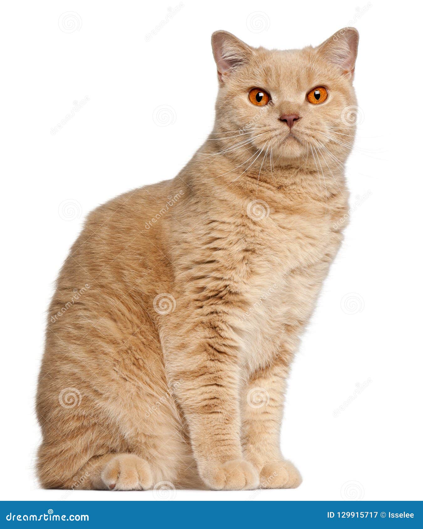 Ginger British Shorthair Cat, 1 Year Old Stock Image - Image Of Length,  Pedigreed: 129915717