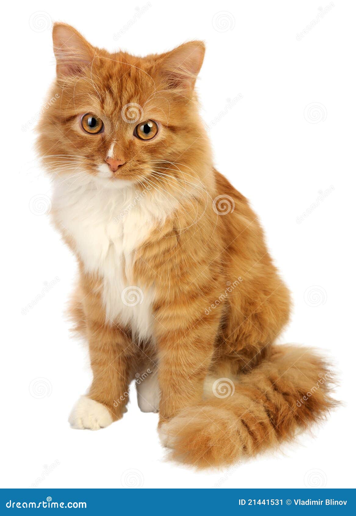 Ginger cat stock image. Image of mammal, indoor, sitting - 21441531