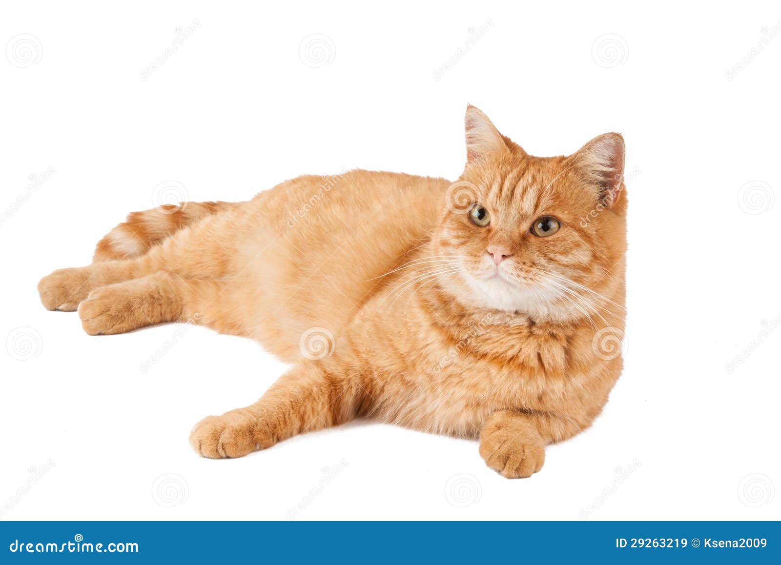 Ginger cat stock image. Image of background, domestic - 29263219