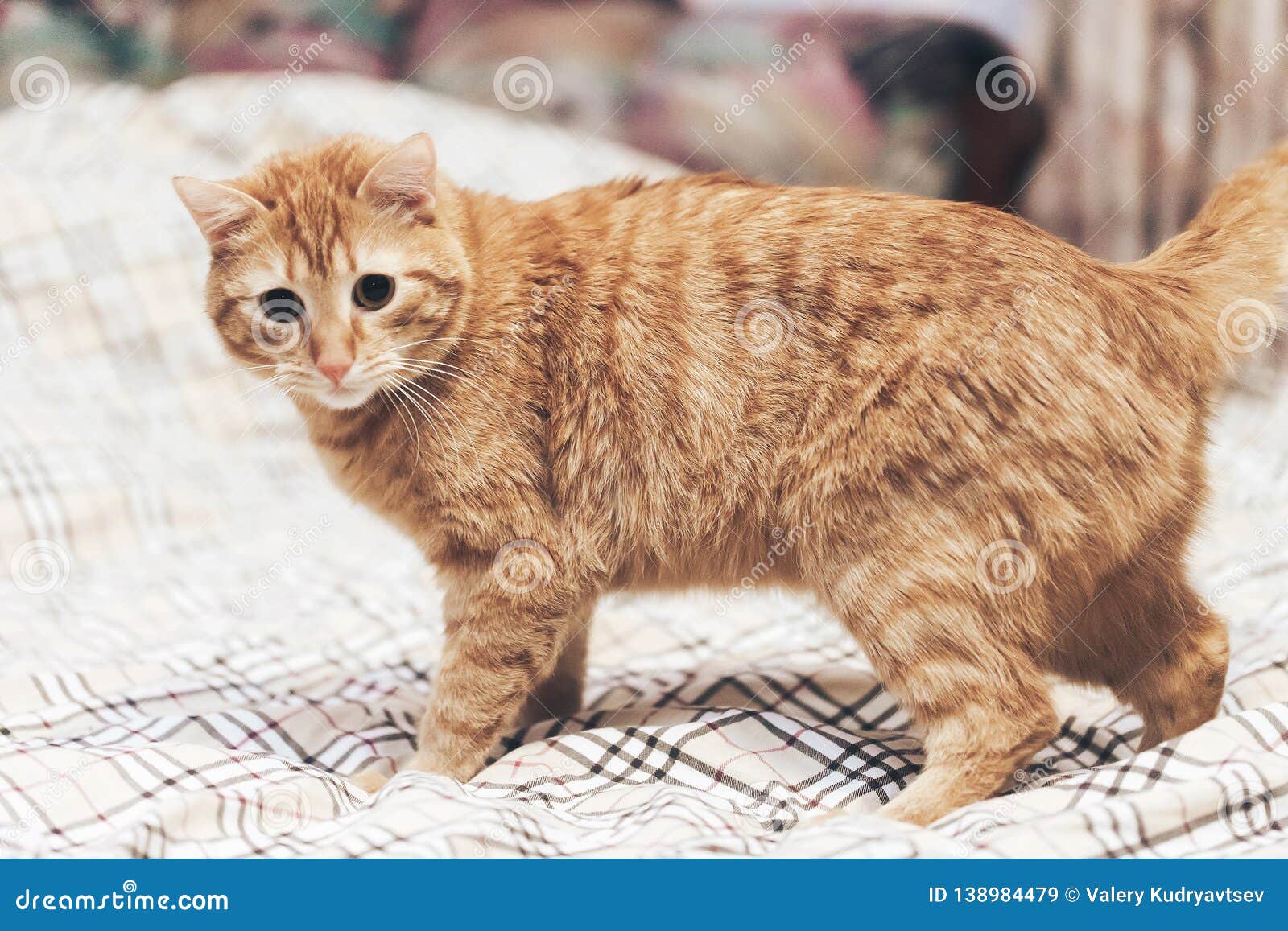 Ginger Cat on the Bed stock image. Image of home, whiskered 138984479